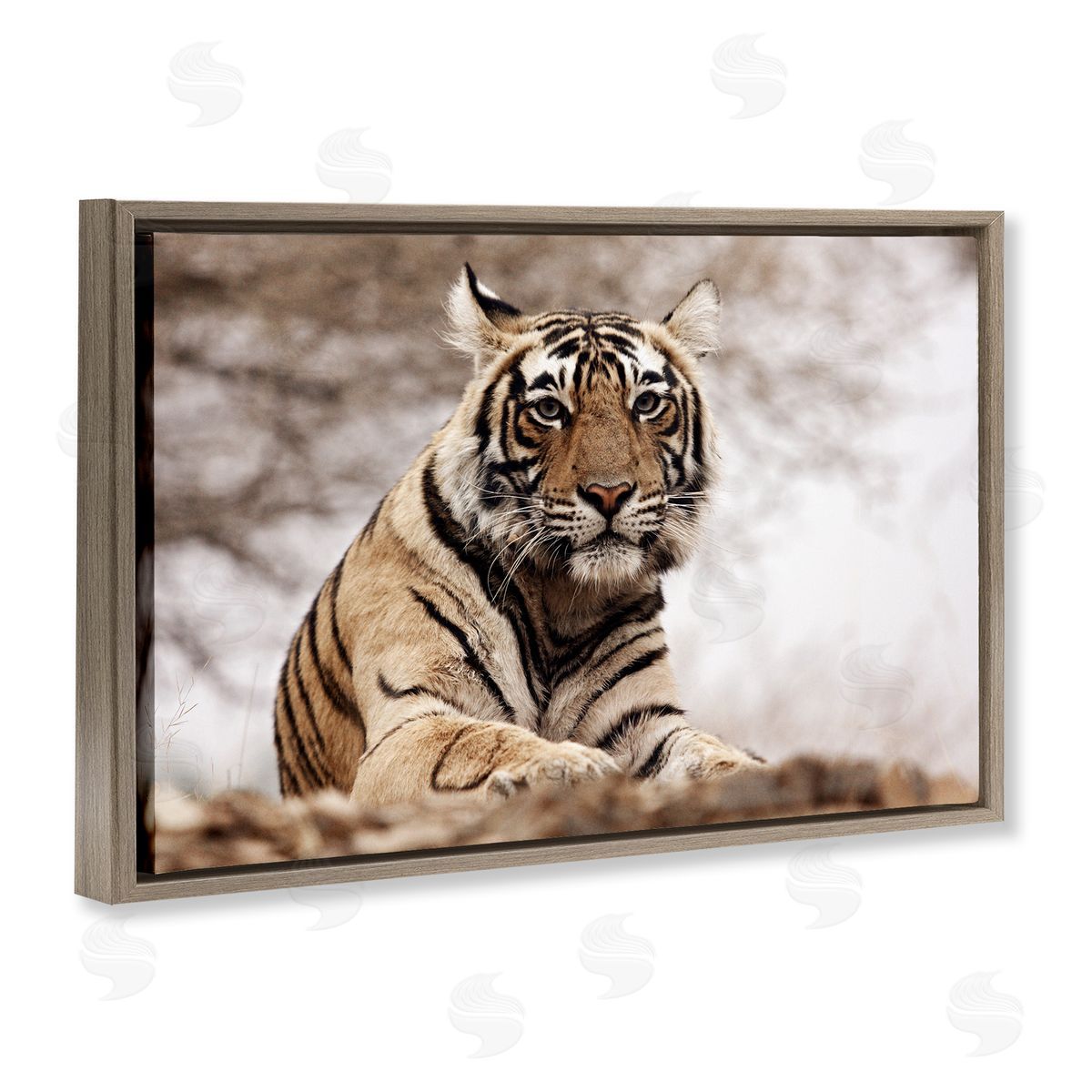 Strong Tiger Atop Hill Brown Floating Frame Canvas Wall Art, Home Decor by Danita Delimont