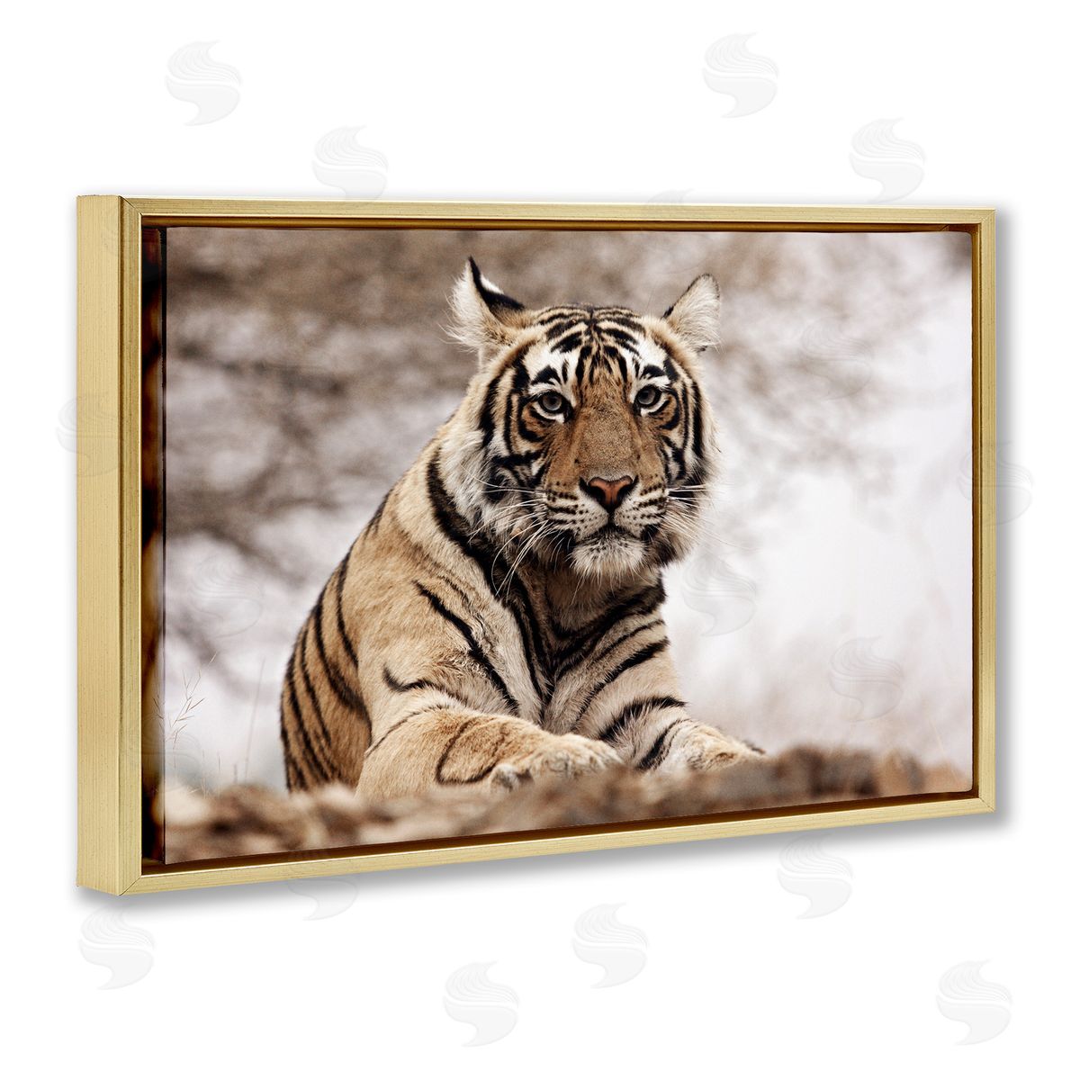 Strong Tiger Atop Hill Gold Floating Frame Canvas Wall Art, Home Decor by Danita Delimont