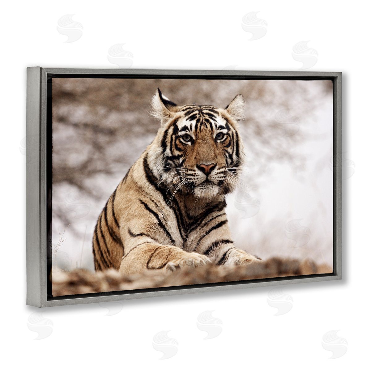 Strong Tiger Atop Hill Grey Floating Frame Canvas Wall Art, Home Decor by Danita Delimont