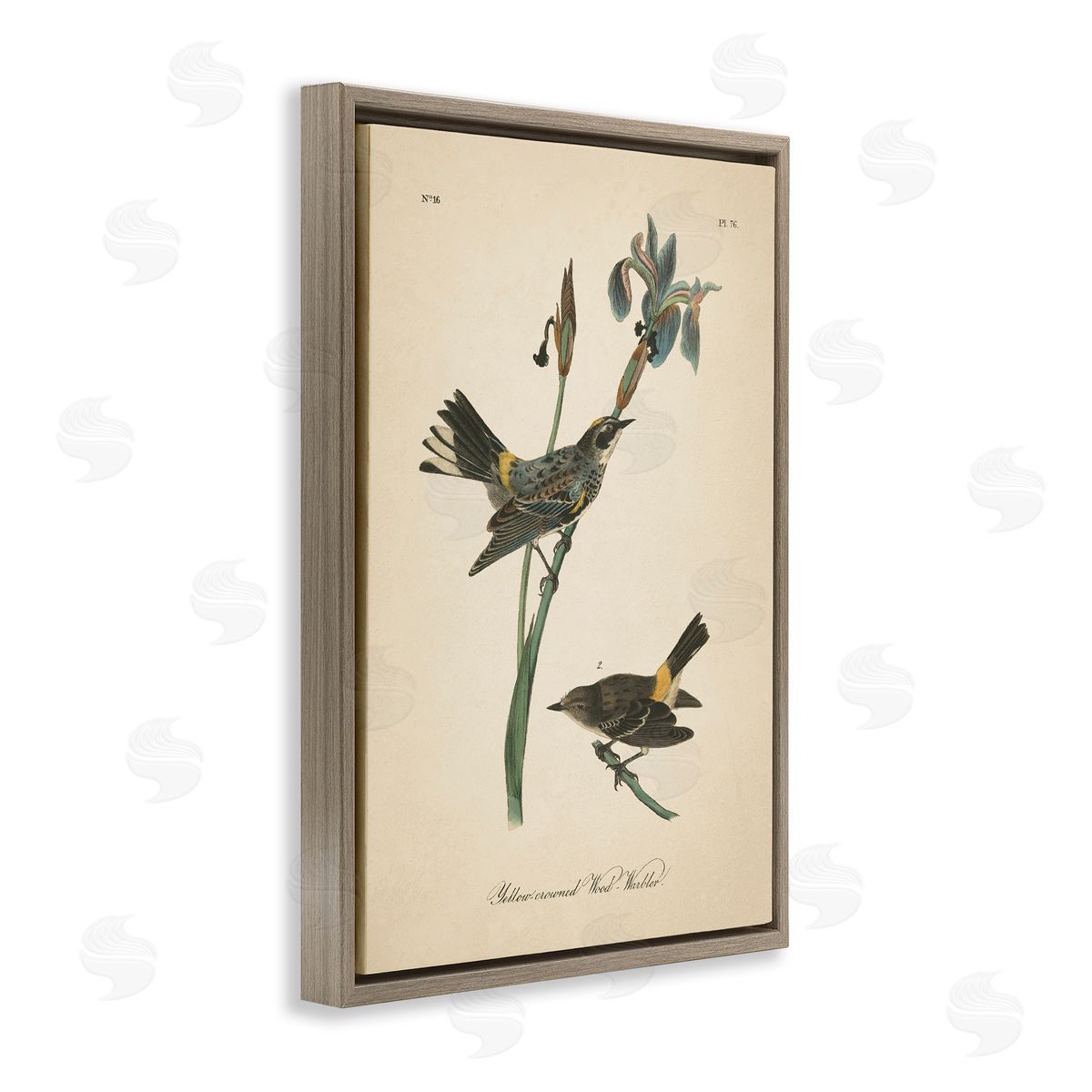 Vintage Warbler Study Brown Floating Frame Canvas Wall Art, Home Decor by Wild Apple Portfolio