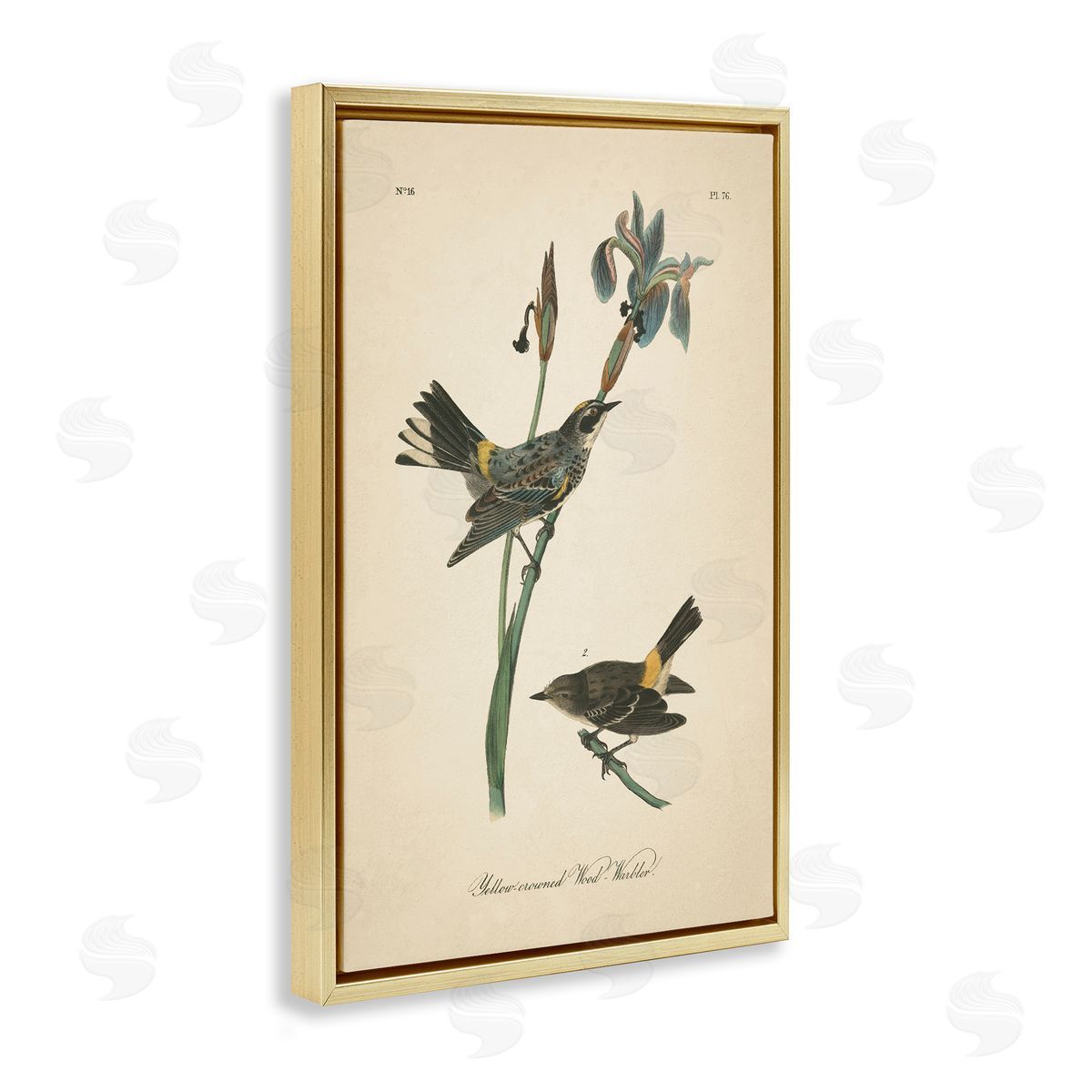 Vintage Warbler Study Gold Floating Frame Canvas Wall Art, Home Decor by Wild Apple Portfolio