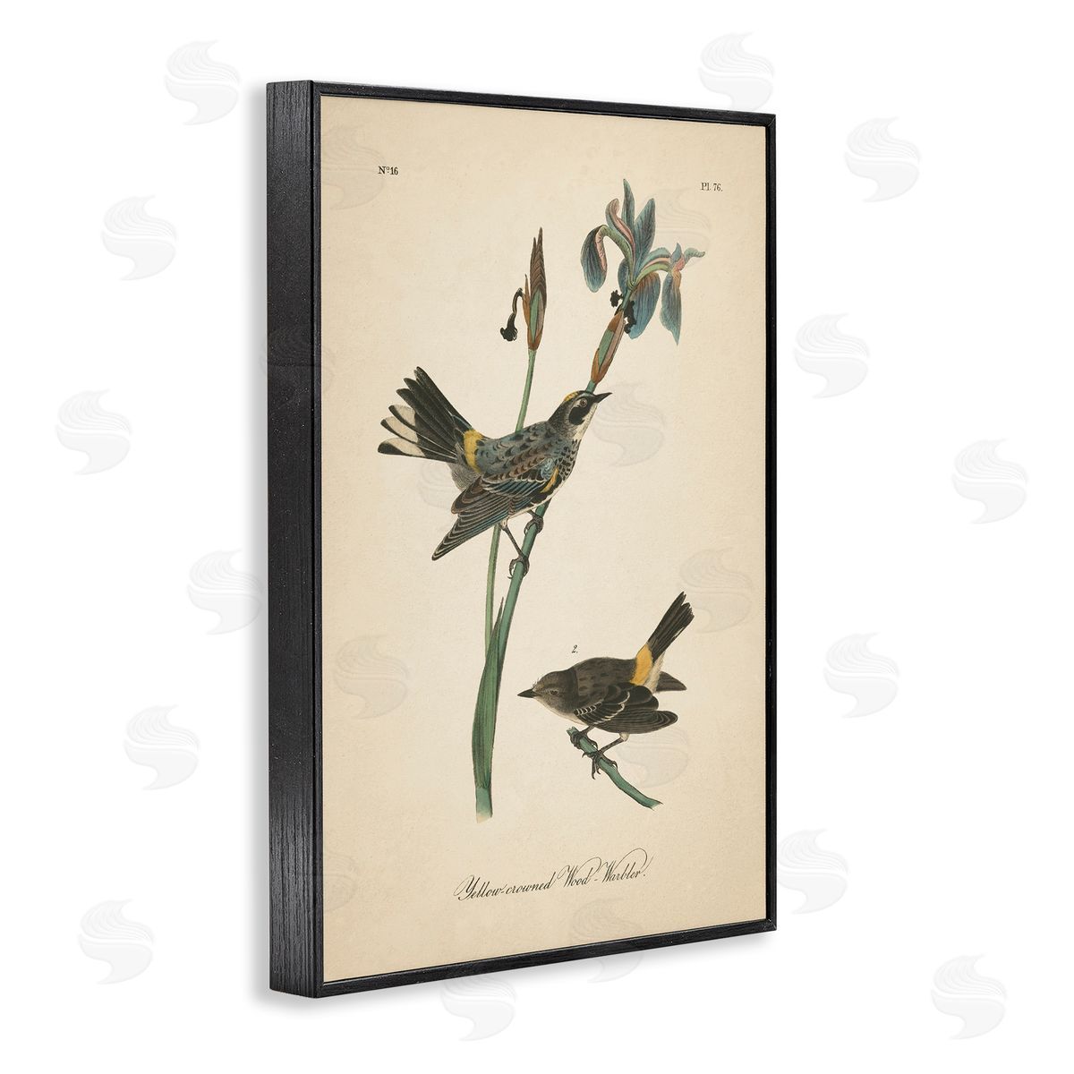 Vintage Warbler Study Black Frame Print Wall Art, Home Decor by Wild Apple Portfolio