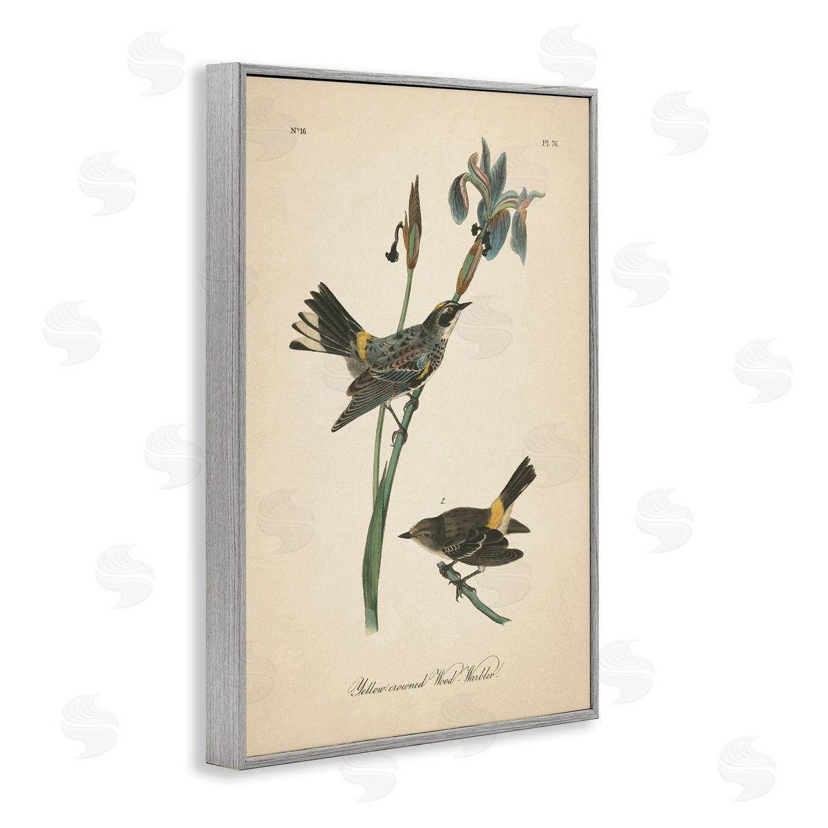 Vintage Warbler Study Grey Frame Print Wall Art, Home Decor by Wild Apple Portfolio