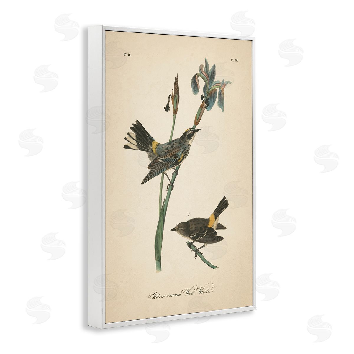 Vintage Warbler Study White Frame Print Wall Art, Home Decor by Wild Apple Portfolio