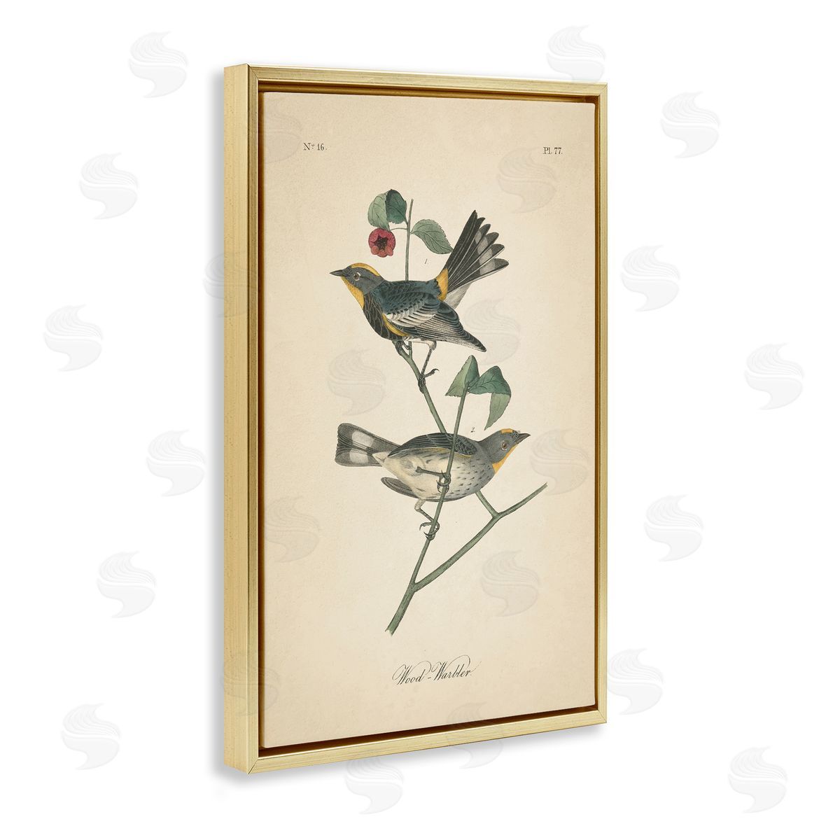 Vintage Warbler Page Gold Floating Frame Canvas Wall Art, Home Decor by Wild Apple Portfolio