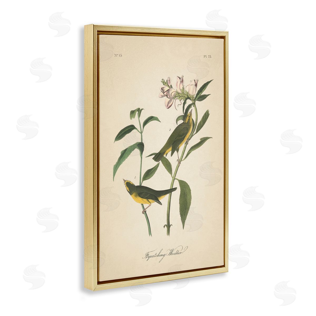 Vintage Warbler Diagram Gold Floating Frame Canvas Wall Art, Home Decor by Wild Apple Portfolio