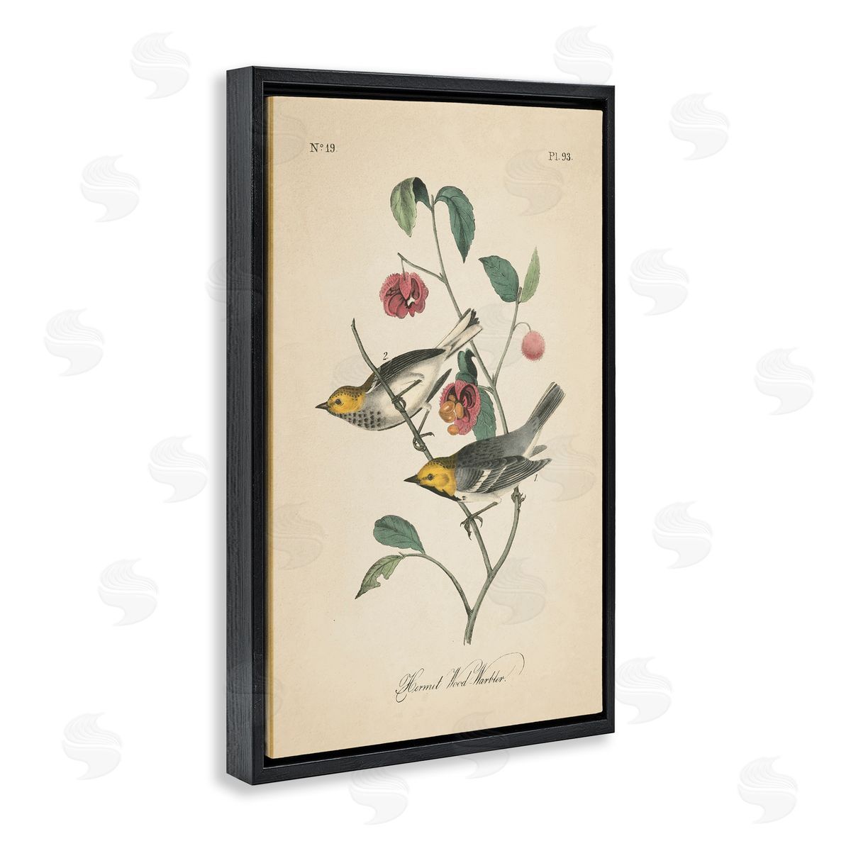 Vintage Warbler and Plants Black Floating Frame Canvas Wall Art, Home Decor by Wild Apple Portfolio