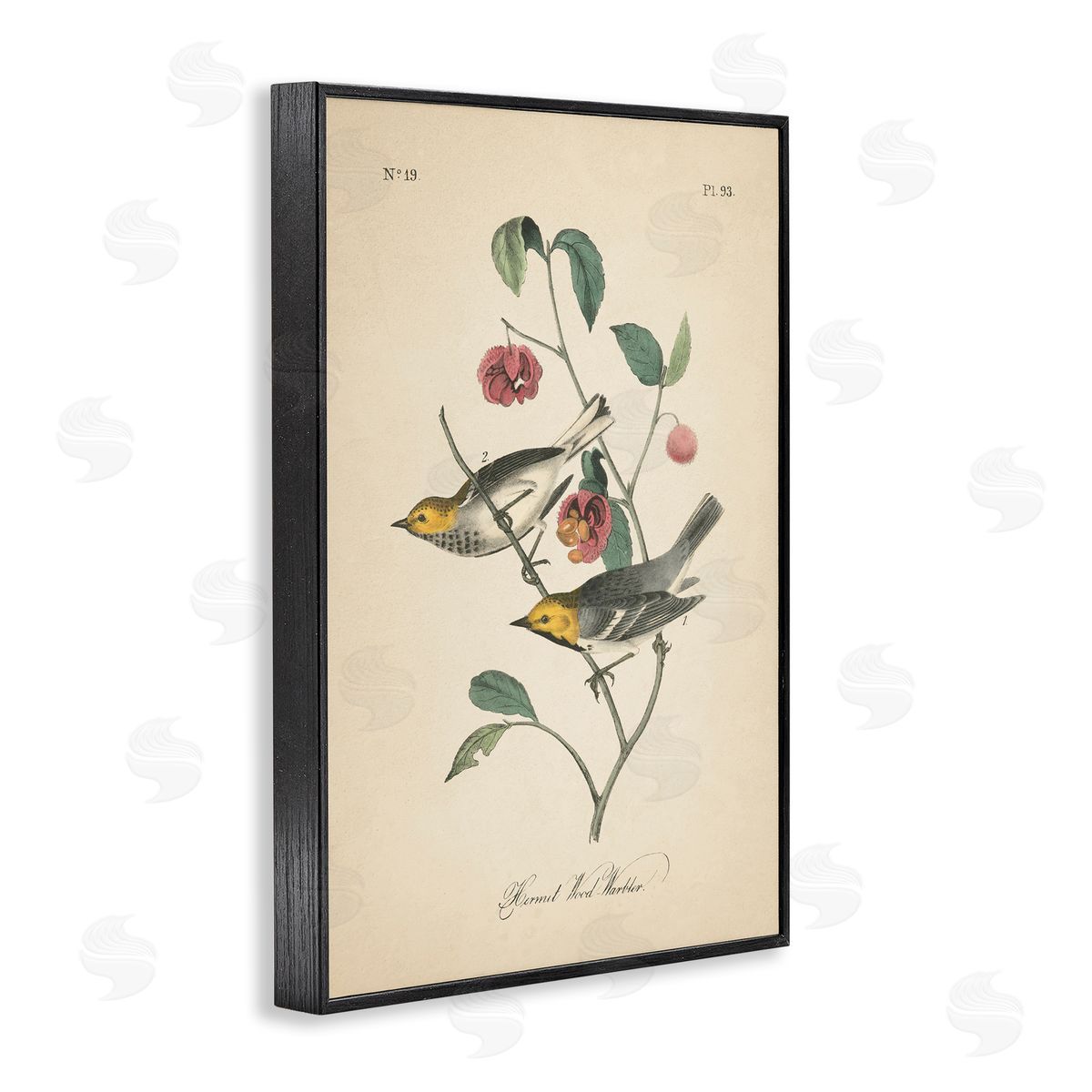 Vintage Warbler and Plants Black Frame Print Wall Art, Home Decor by Wild Apple Portfolio
