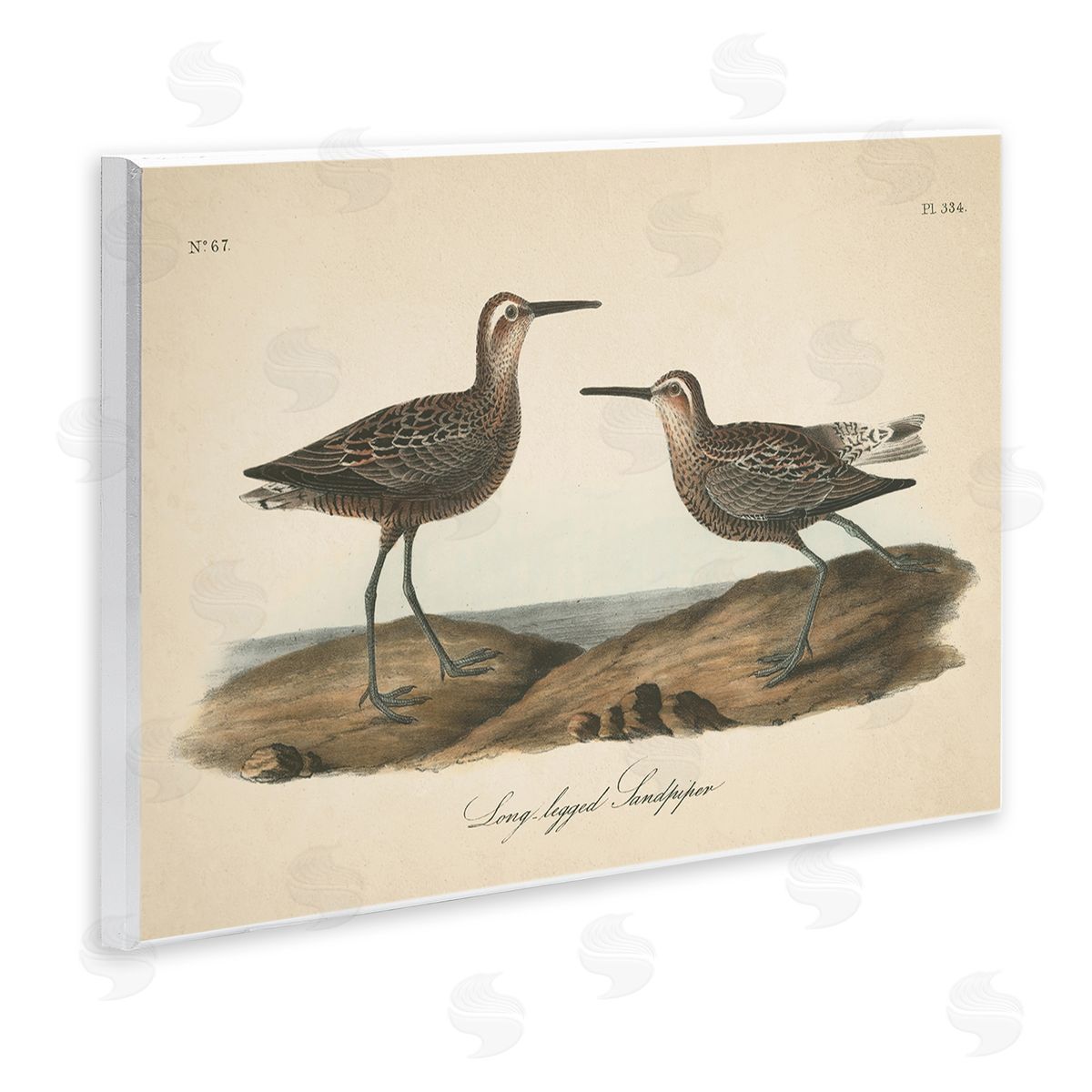 Long Legged Sandpiper Wood Plaque Wall Art, Home Decor by Wild Apple Portfolio