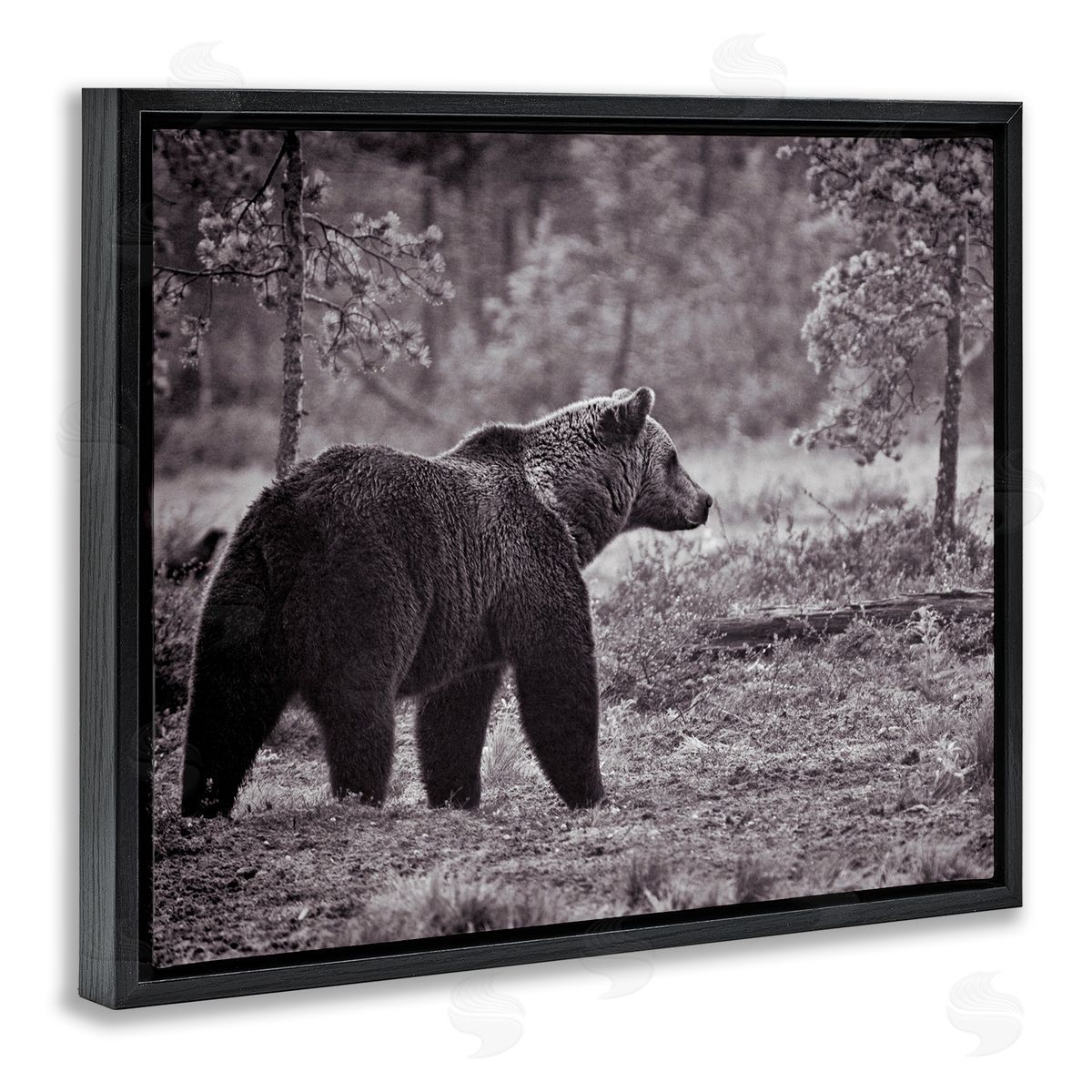 Bear Stepping in Forest Black Floating Frame Canvas Wall Art, Home Decor by Jasper Huish