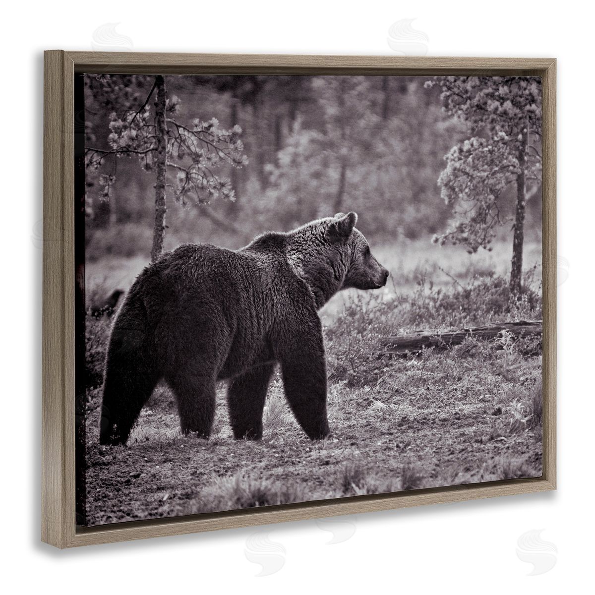 Bear Stepping in Forest Brown Floating Frame Canvas Wall Art, Home Decor by Jasper Huish