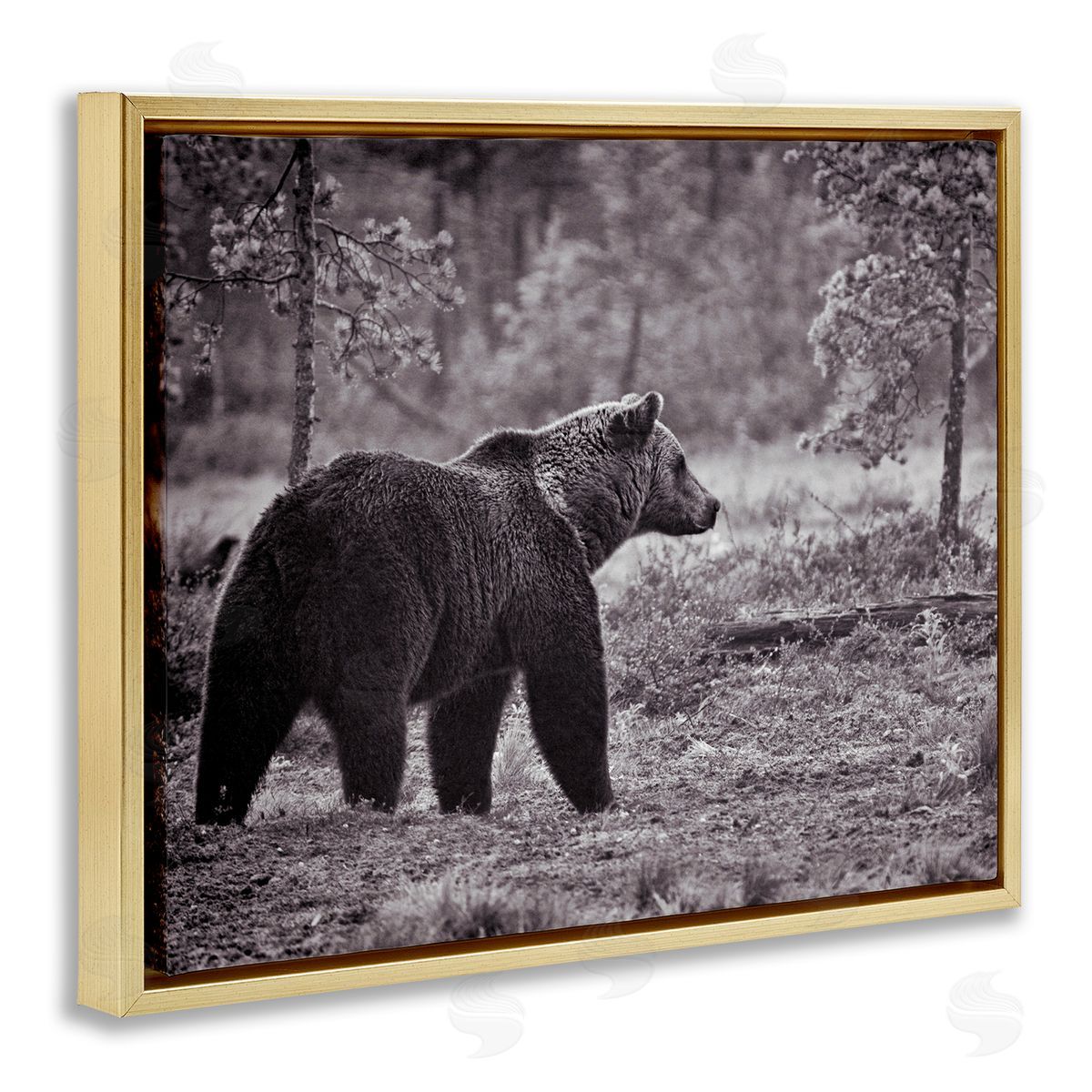 Bear Stepping in Forest Gold Floating Frame Canvas Wall Art, Home Decor by Jasper Huish