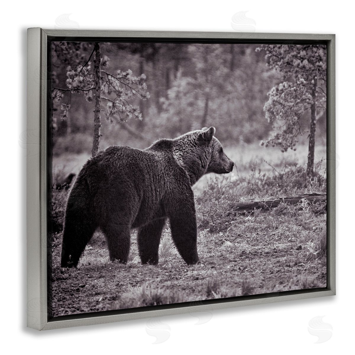 Bear Stepping in Forest Grey Floating Frame Canvas Wall Art, Home Decor by Jasper Huish