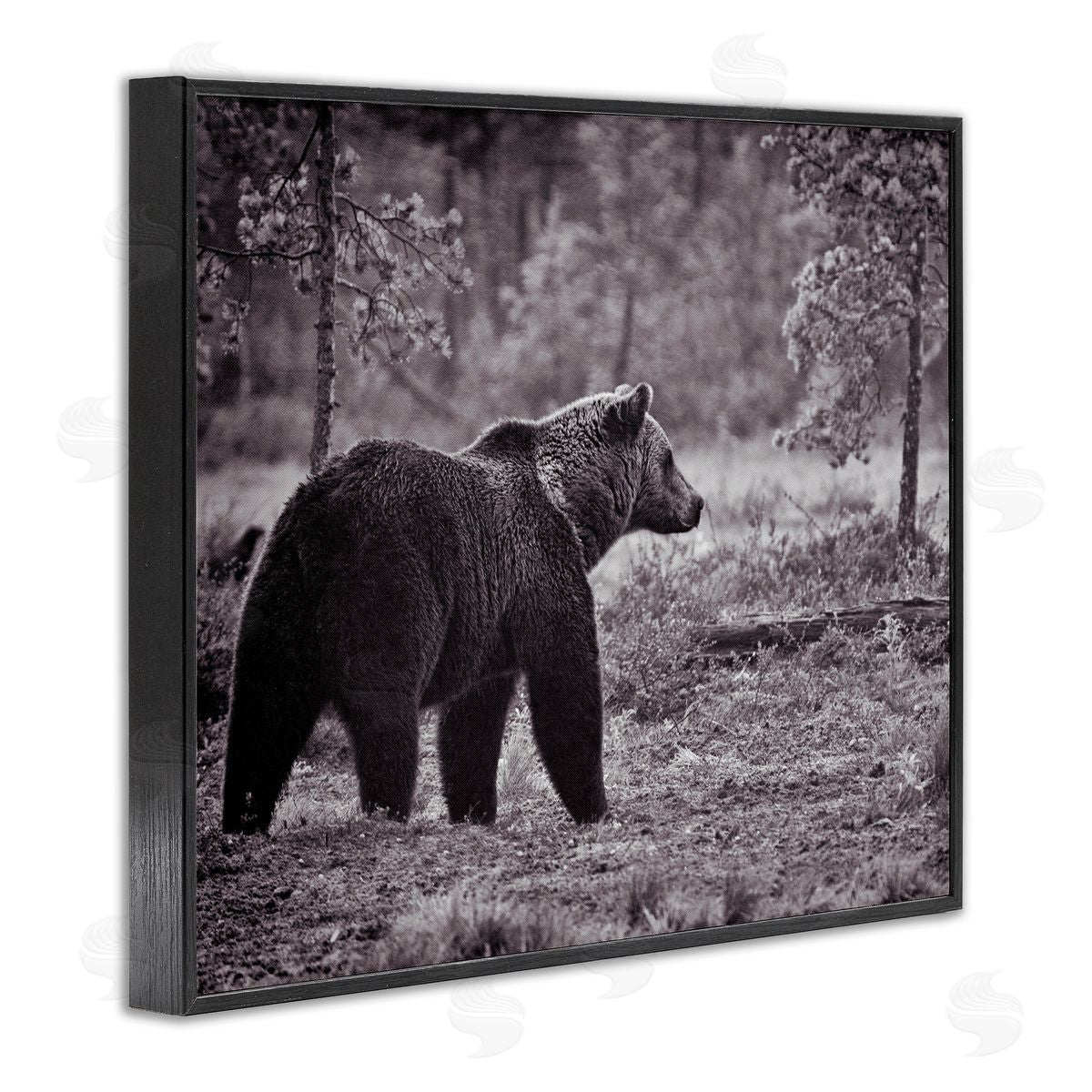 Bear Stepping in Forest Black Frame Print Wall Art, Home Decor by Jasper Huish