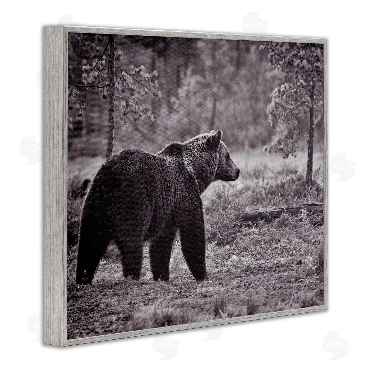 Bear Stepping in Forest Grey Frame Print Wall Art, Home Decor by Jasper Huish