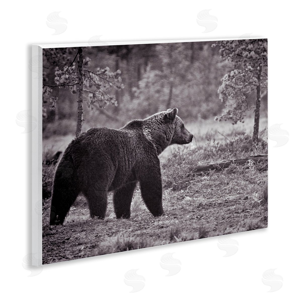 Bear Stepping in Forest Wood Plaque Wall Art, Home Decor by Jasper Huish