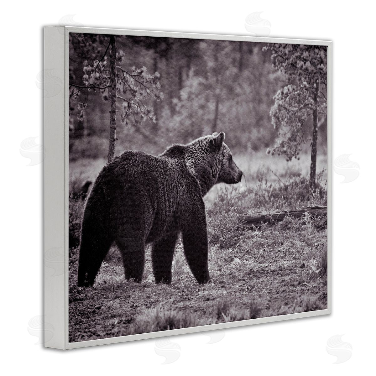 Bear Stepping in Forest White Frame Print Wall Art, Home Decor by Jasper Huish