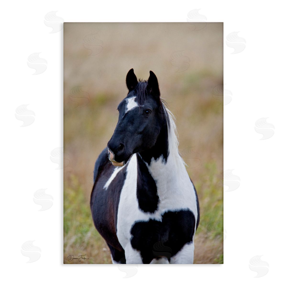 Black and White Foal Canvas Wall Art, Home Decor by Dennis Frates
