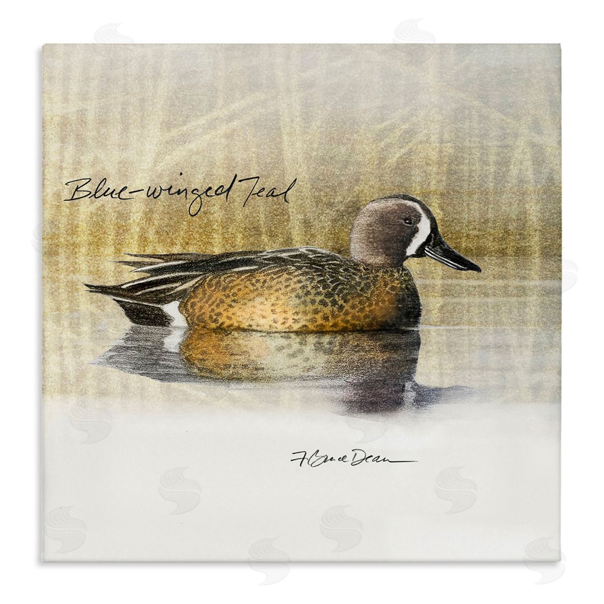 Jadei Graphics Blue Winged Teal Duck Canvas Wall Art Print