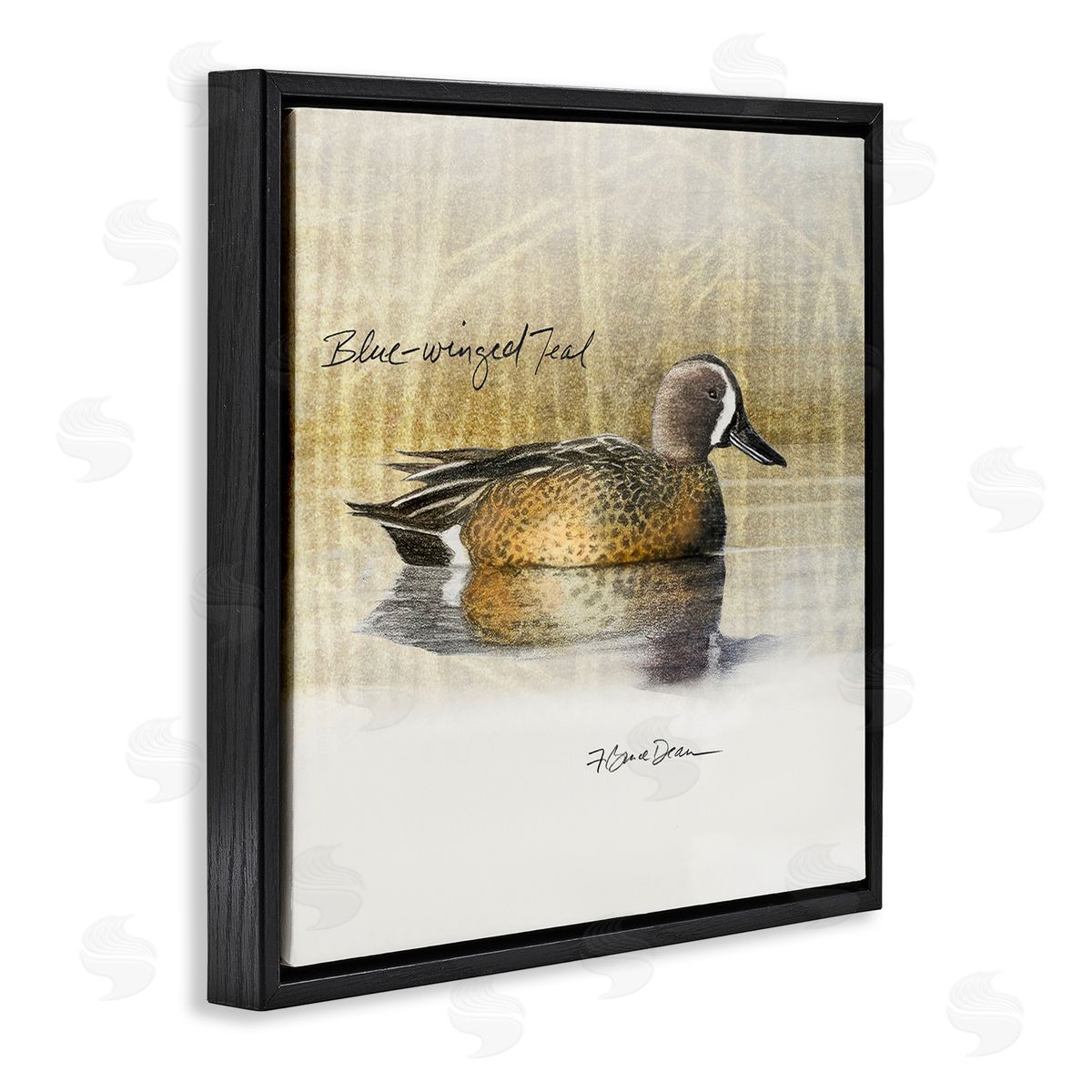Jadei Graphics Blue Winged Teal Duck Black Floating Frame Canvas Wall Art Print