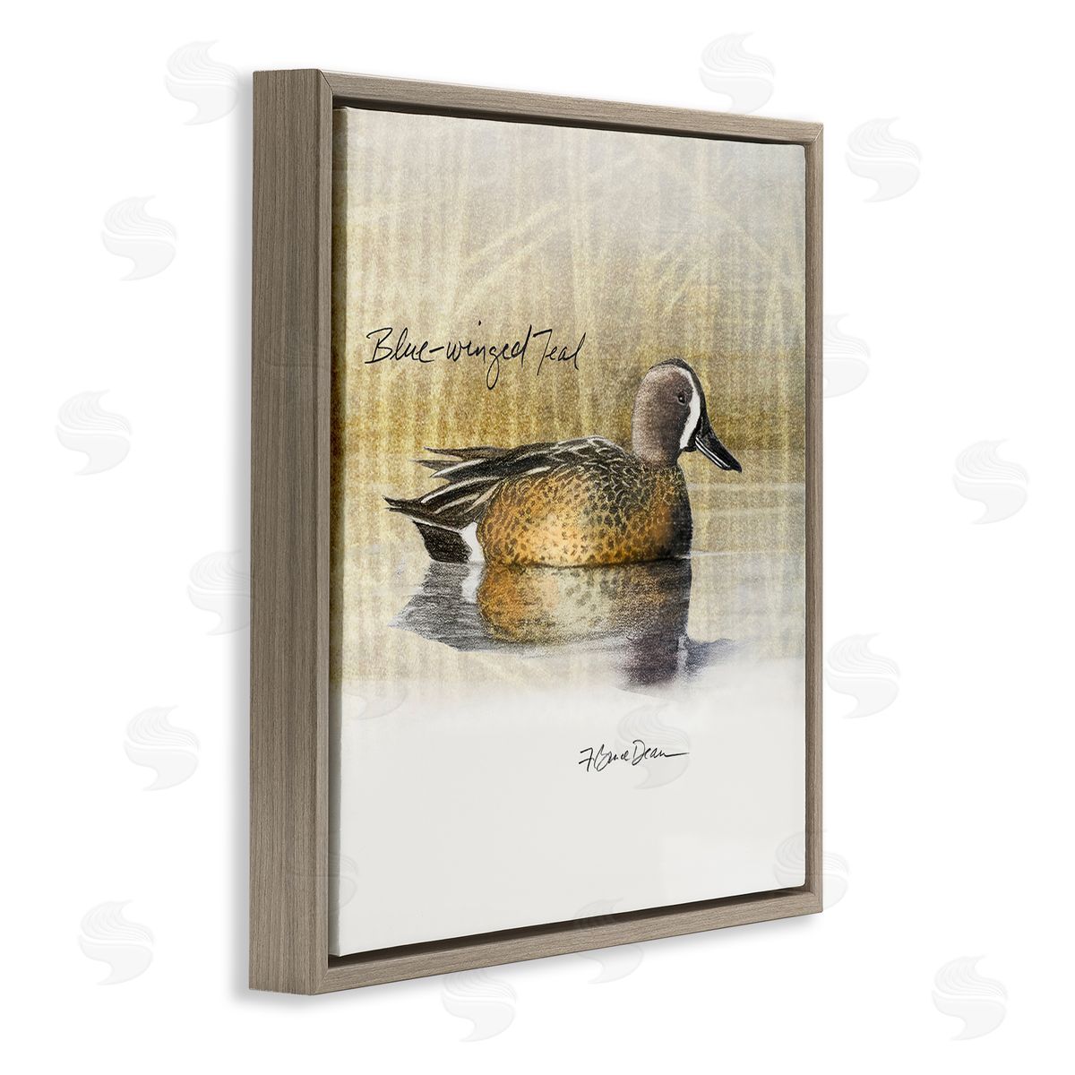 Jadei Graphics Blue Winged Teal Duck Brown Floating Frame Canvas Wall Art Print