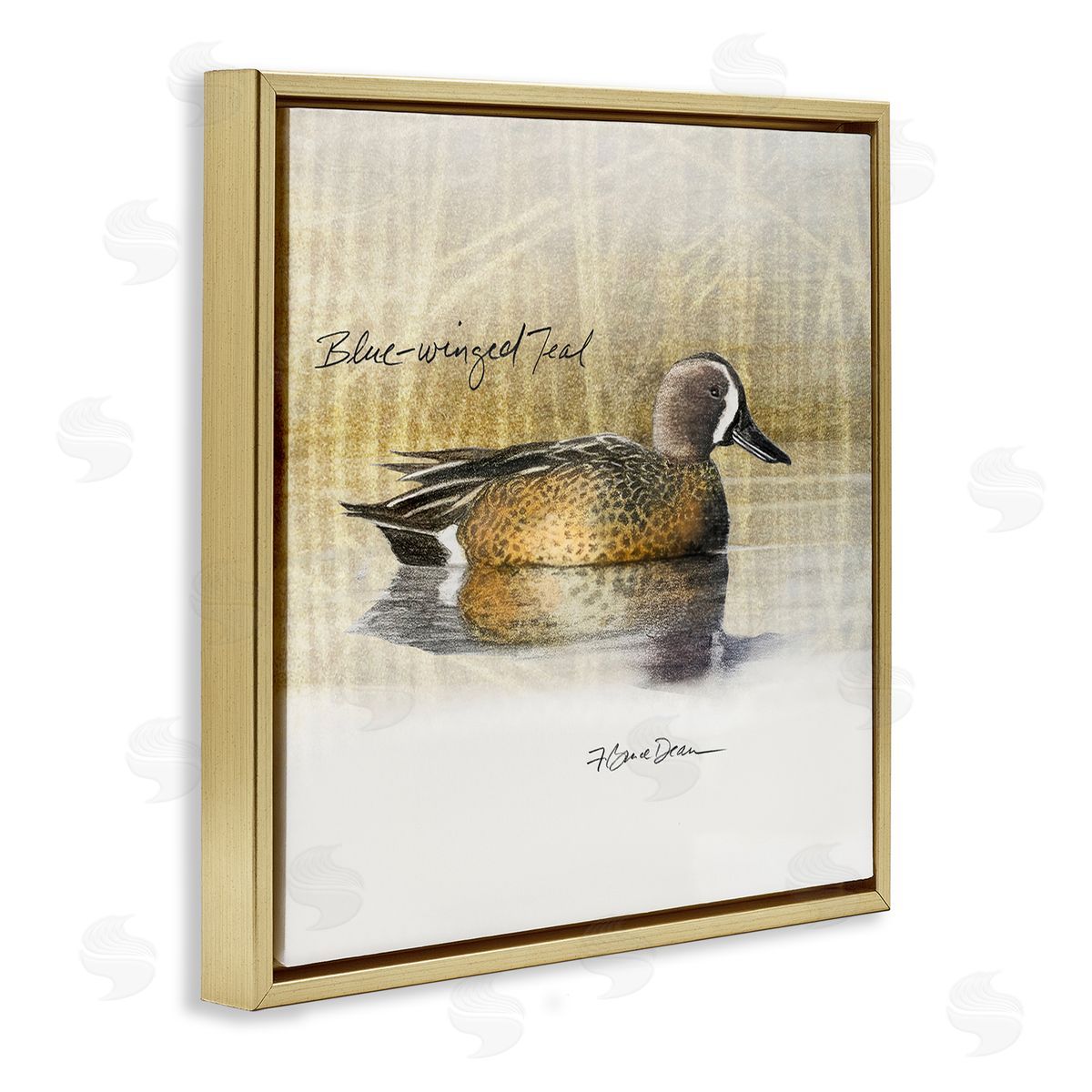 Jadei Graphics Blue Winged Teal Duck Gold Floating Frame Canvas Wall Art Print