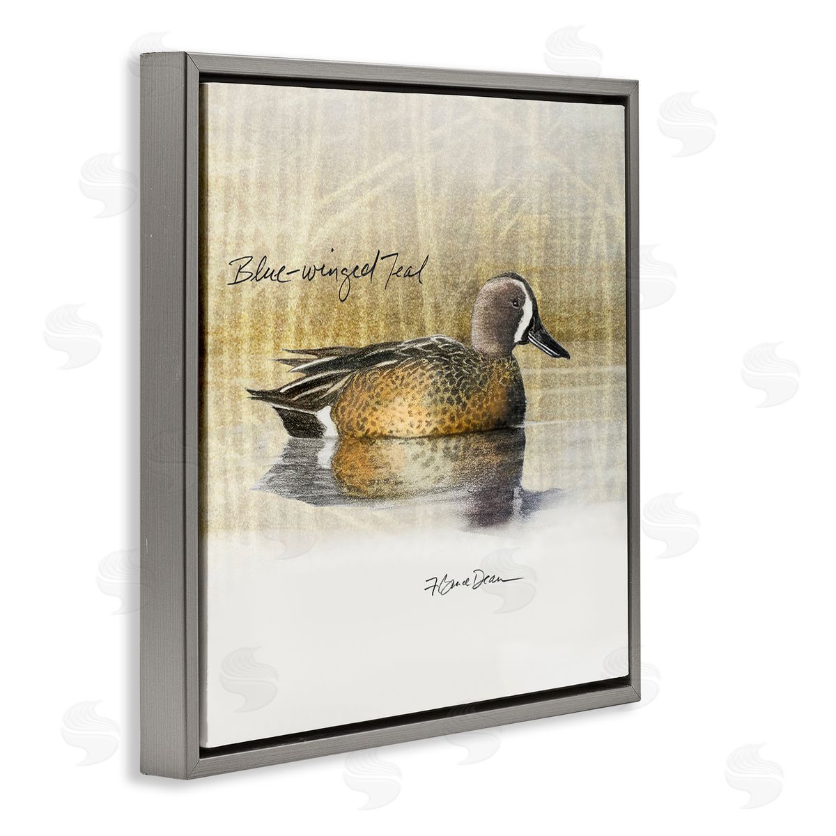 Jadei Graphics Blue Winged Teal Duck Gray Floating Frame Canvas Wall Art Print