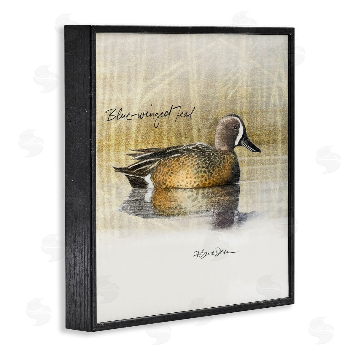 Jadei Graphics Blue Winged Teal Duck Black Framed Giclee Wall Art Print