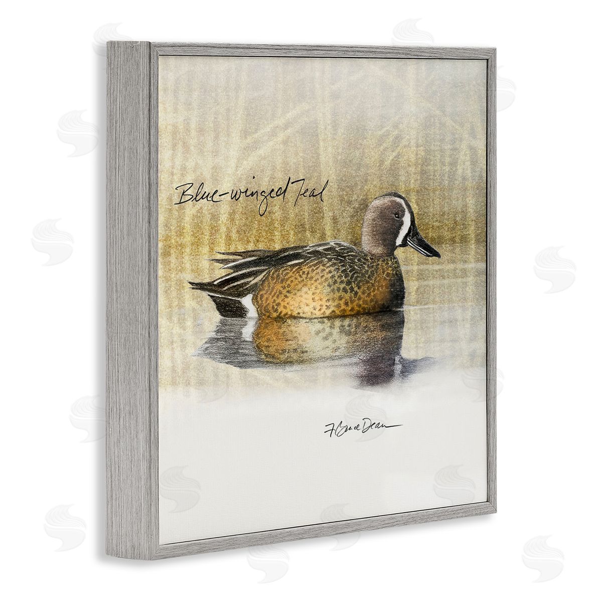 Jadei Graphics Blue Winged Teal Duck Gray Framed Giclee Wall Art Print