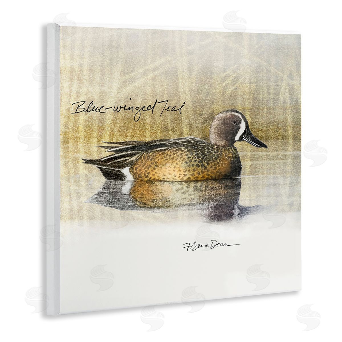 Jadei Graphics Blue Winged Teal Duck Wooden Wall Plaque Art Print