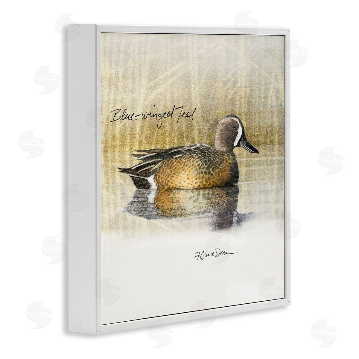 Jadei Graphics Blue Winged Teal Duck White Framed Giclee Wall Art Print