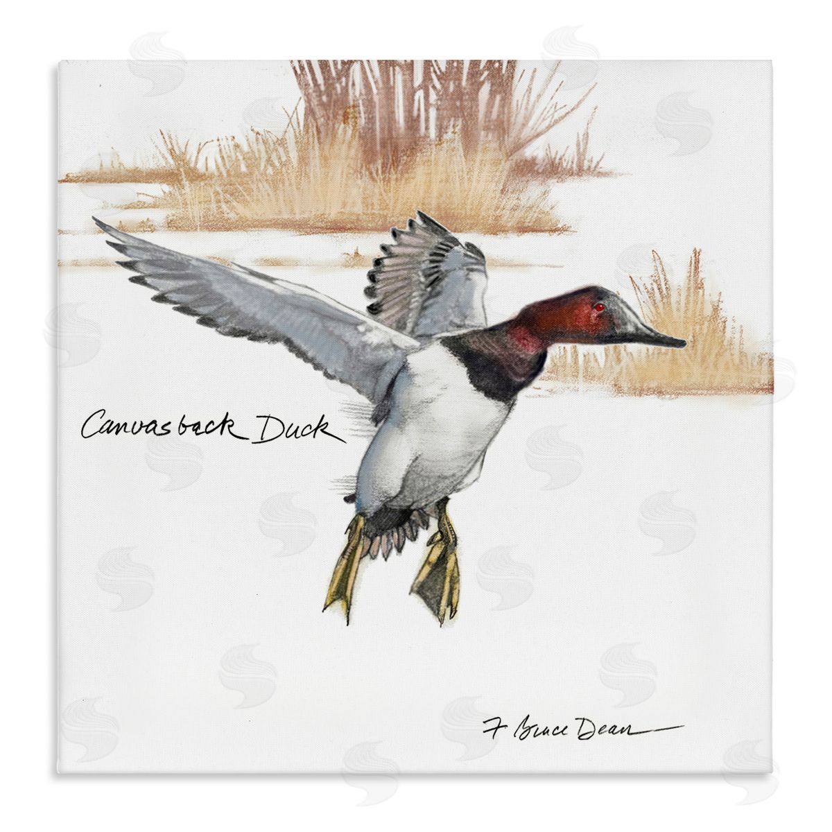 Jadei Graphics Canvasback Duck Flying Canvas Wall Art Print
