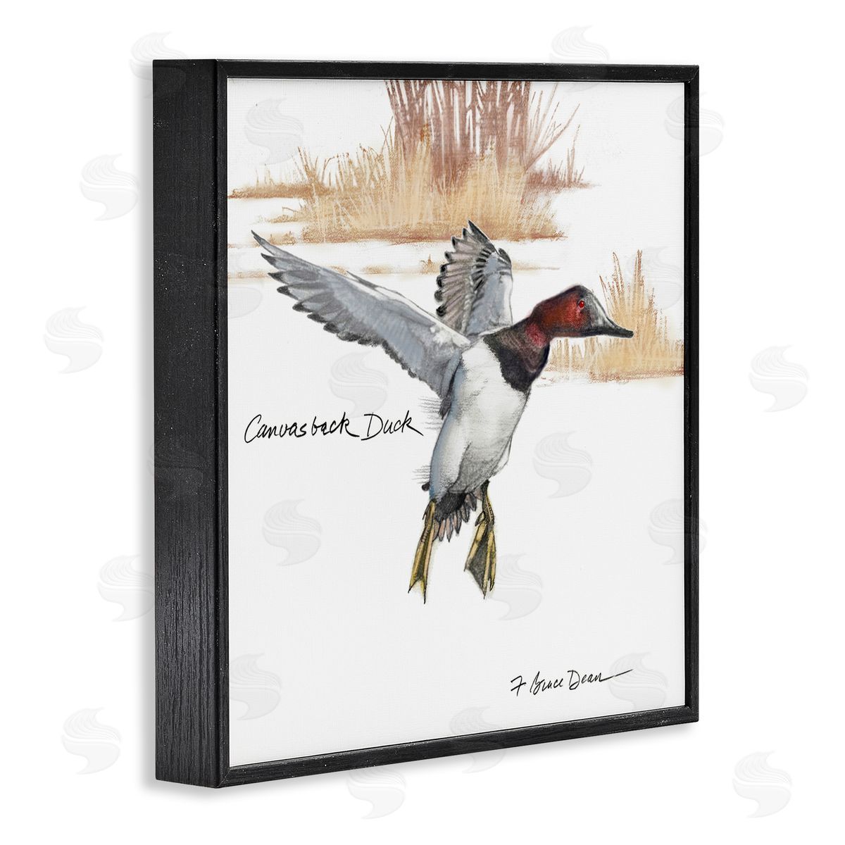 Jadei Graphics Canvasback Duck Flying Black Framed Giclee Wall Art Print