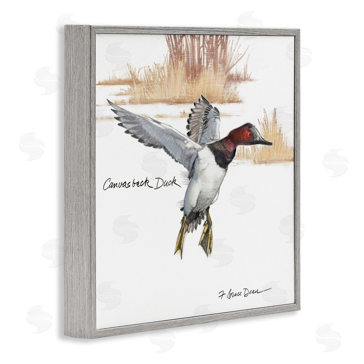 Jadei Graphics Canvasback Duck Flying Gray Framed Giclee Wall Art Print