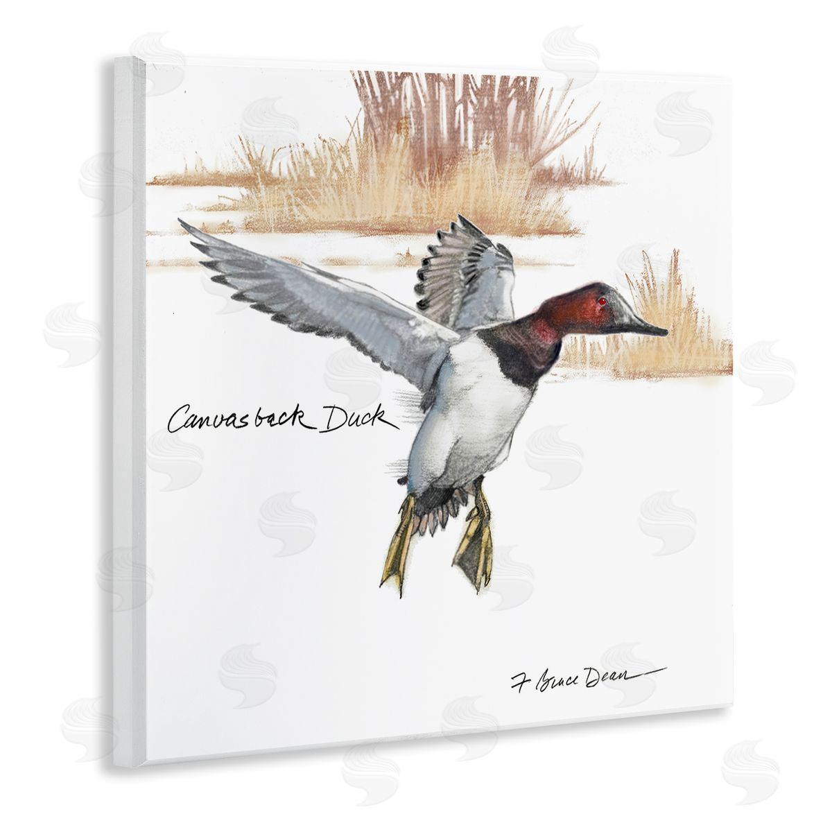 Jadei Graphics Canvasback Duck Flying Wooden Wall Plaque Art Print