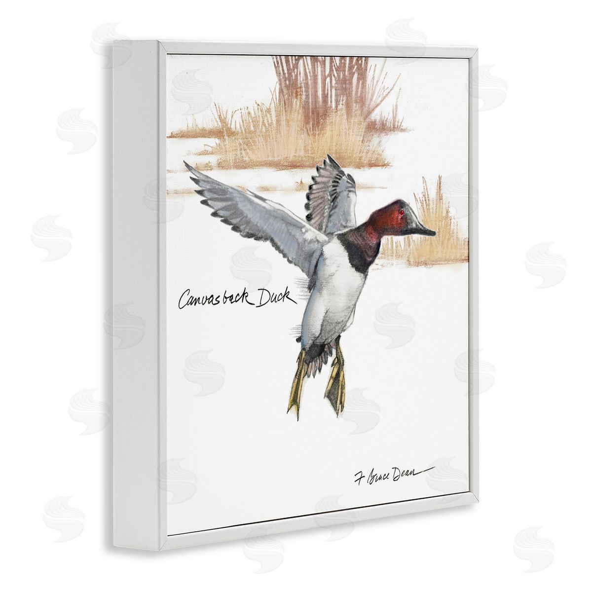 Jadei Graphics Canvasback Duck Flying White Framed Giclee Wall Art Print
