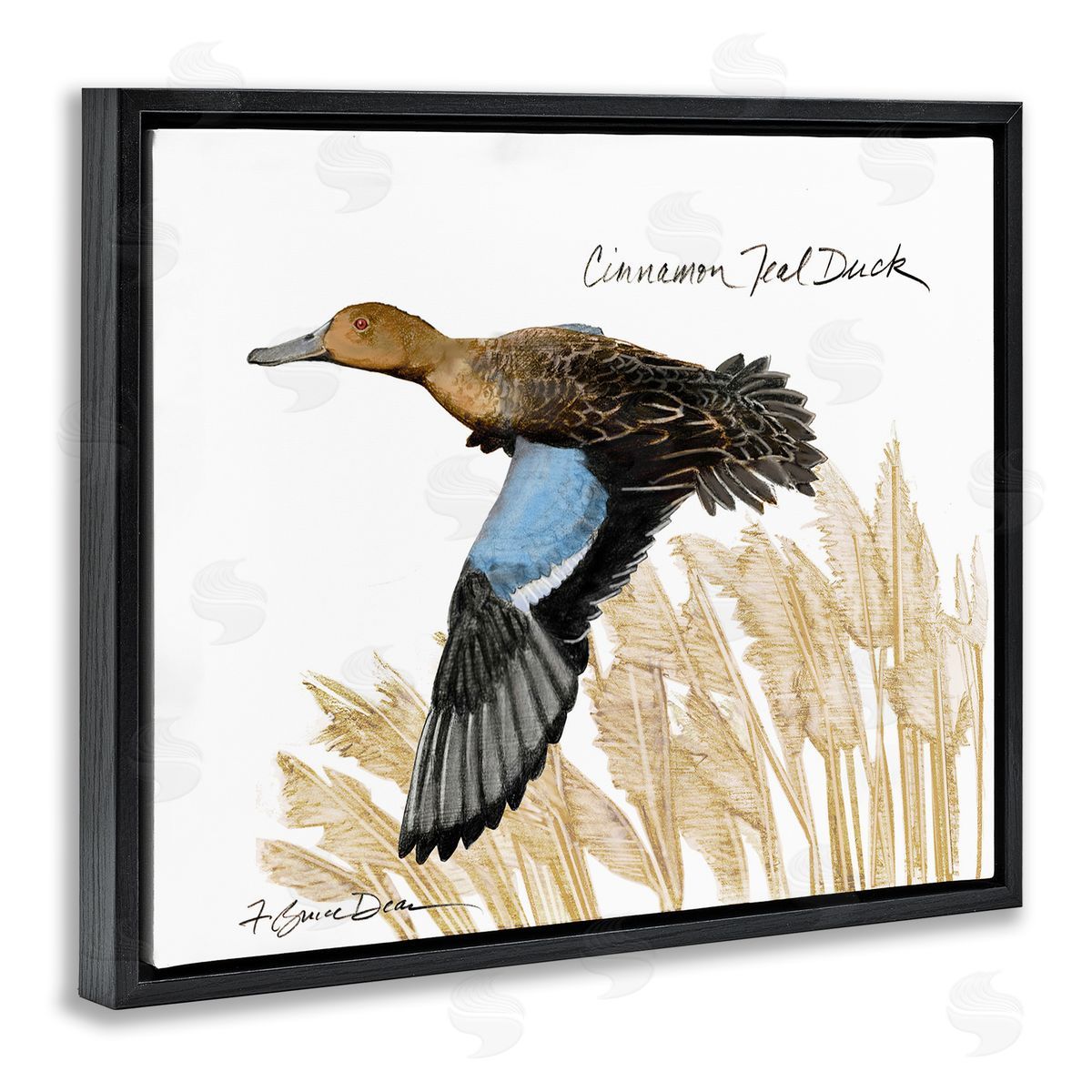 Cinnamon Teal Duck Flying Black Floating Frame Canvas Wall Art, Home Decor by Jadei Graphics