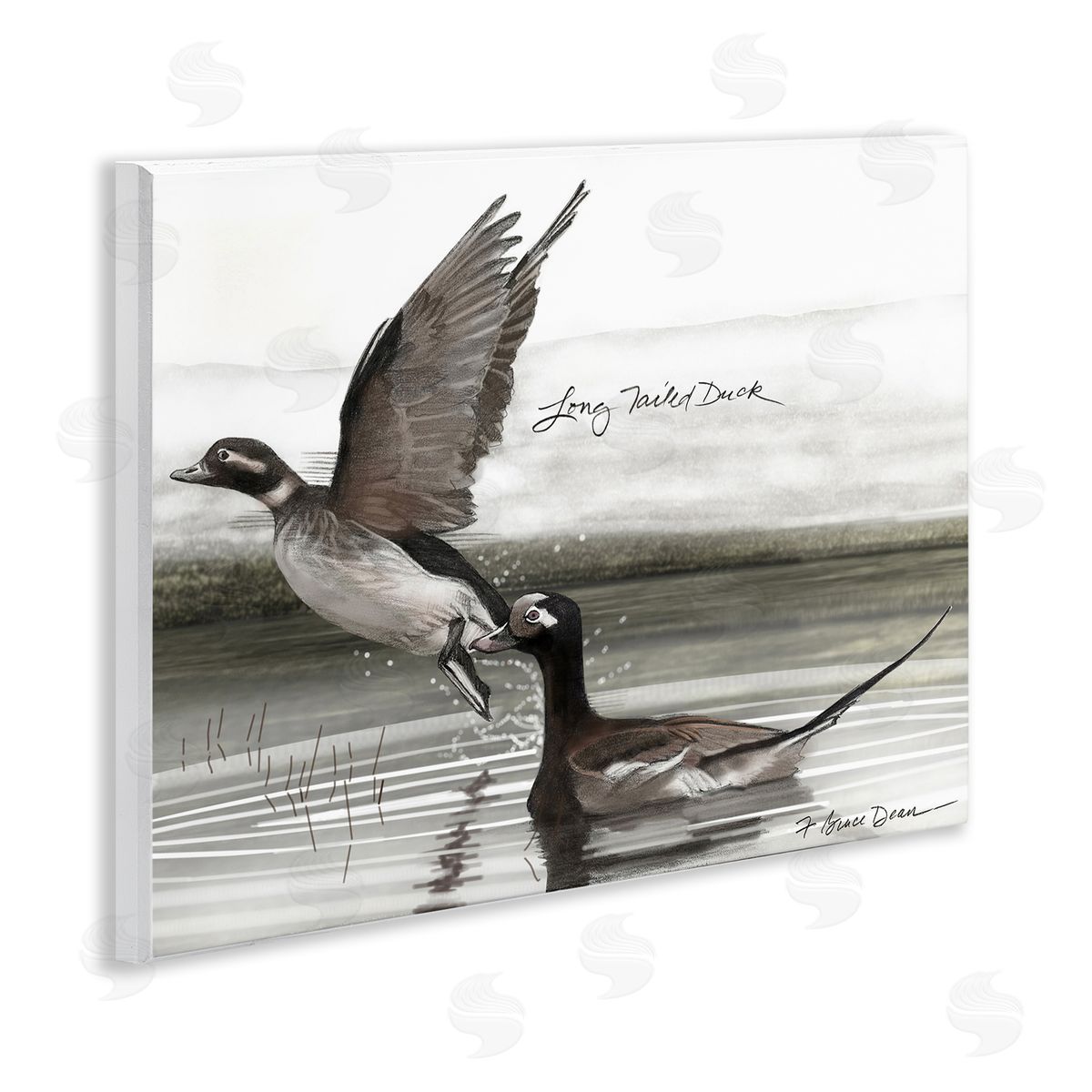 Long Tailed Duck Wood Plaque Wall Art, Home Decor by Jadei Graphics