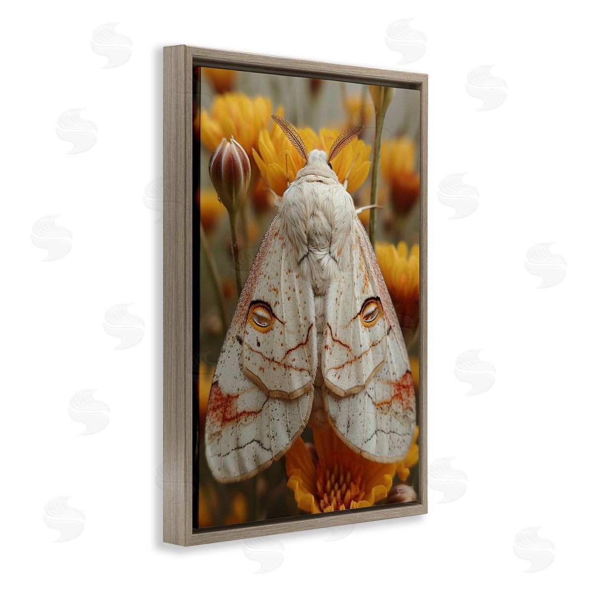 Delicate Luna Moth Brown Floating Frame Canvas Wall Art, Home Decor by Roozbeh Bahramali