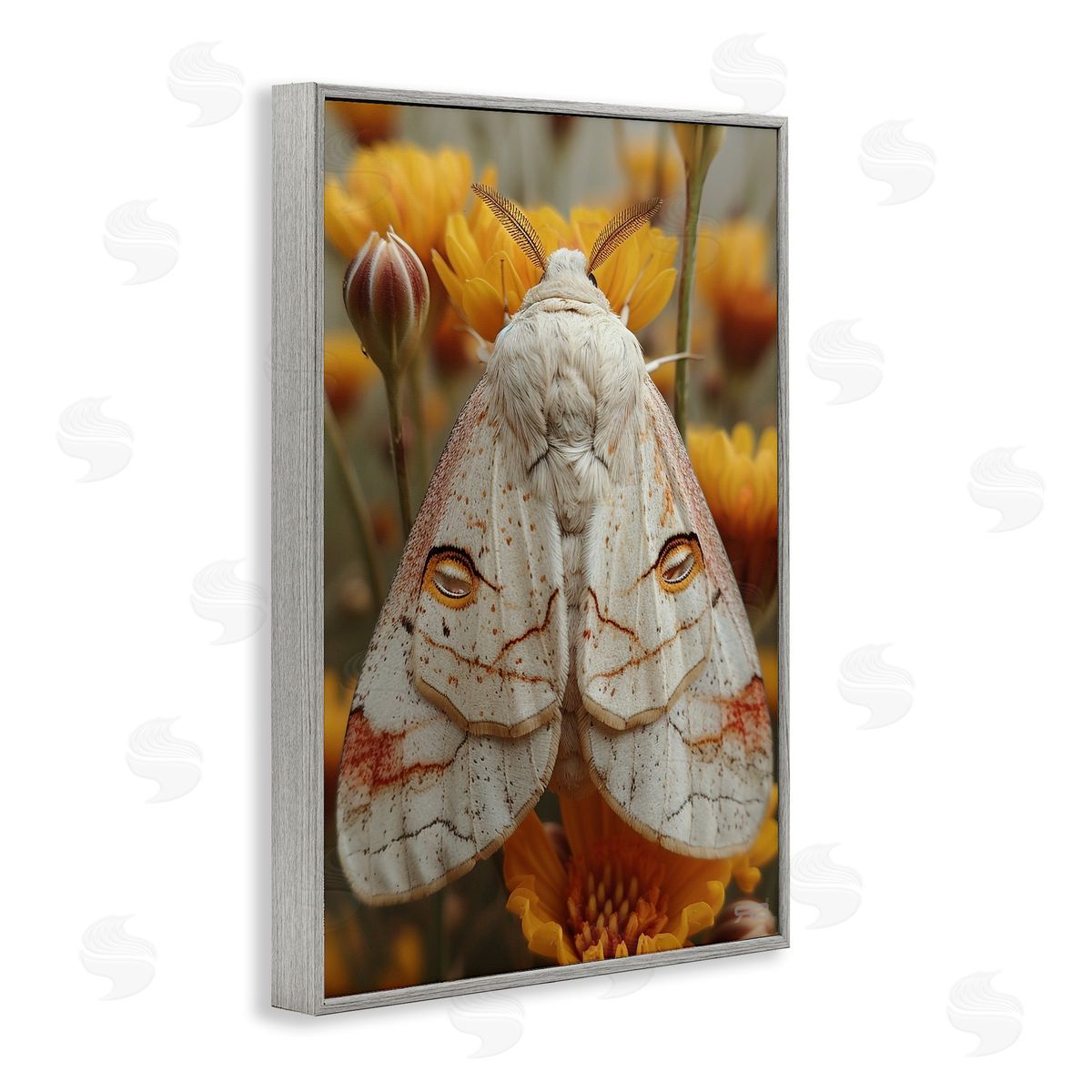 Delicate Luna Moth Grey Frame Print Wall Art, Home Decor by Roozbeh Bahramali
