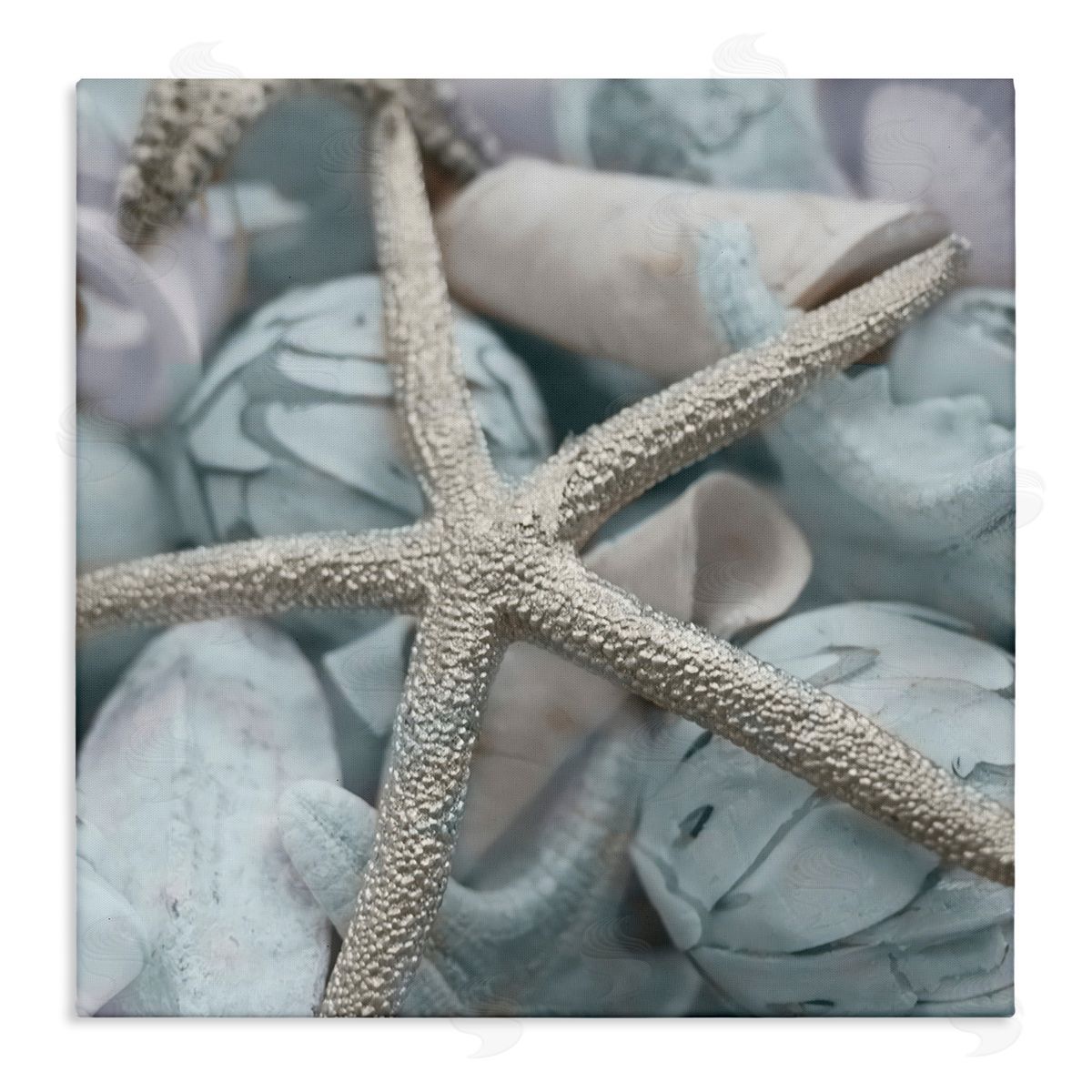Susan Bryant Starfish & Various Shells Canvas Wall Art Print