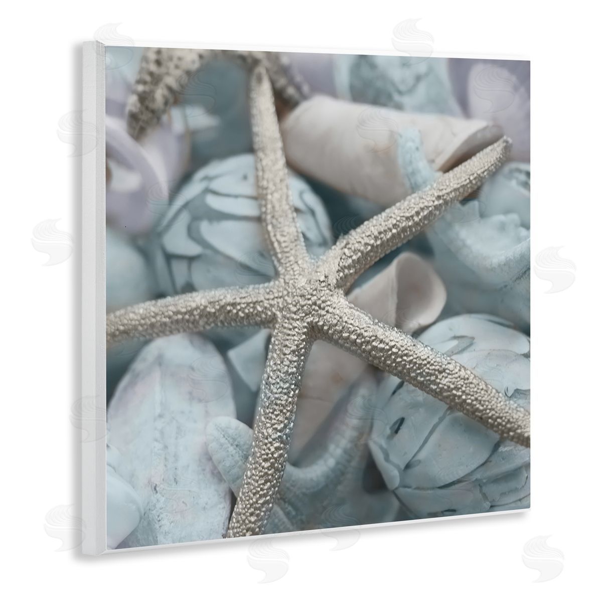 Susan Bryant Starfish & Various Shells Wooden Wall Plaque Art Print