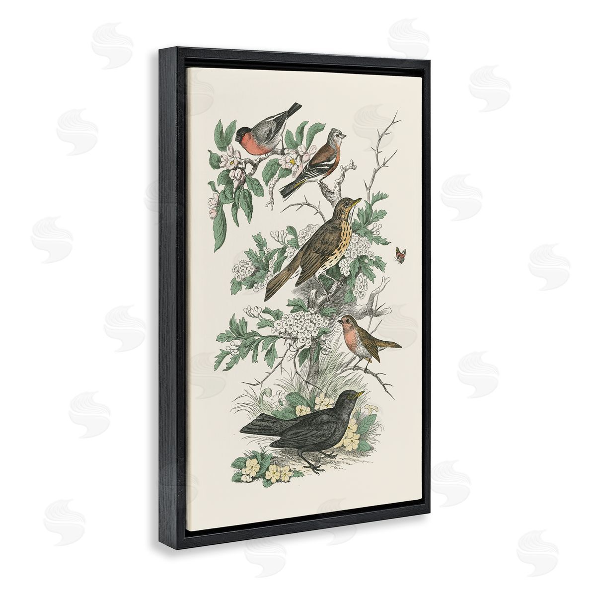 Honeybloom Birds Perched Black Floating Frame Canvas Wall Art, Home Decor by Wild Apple Portfolio
