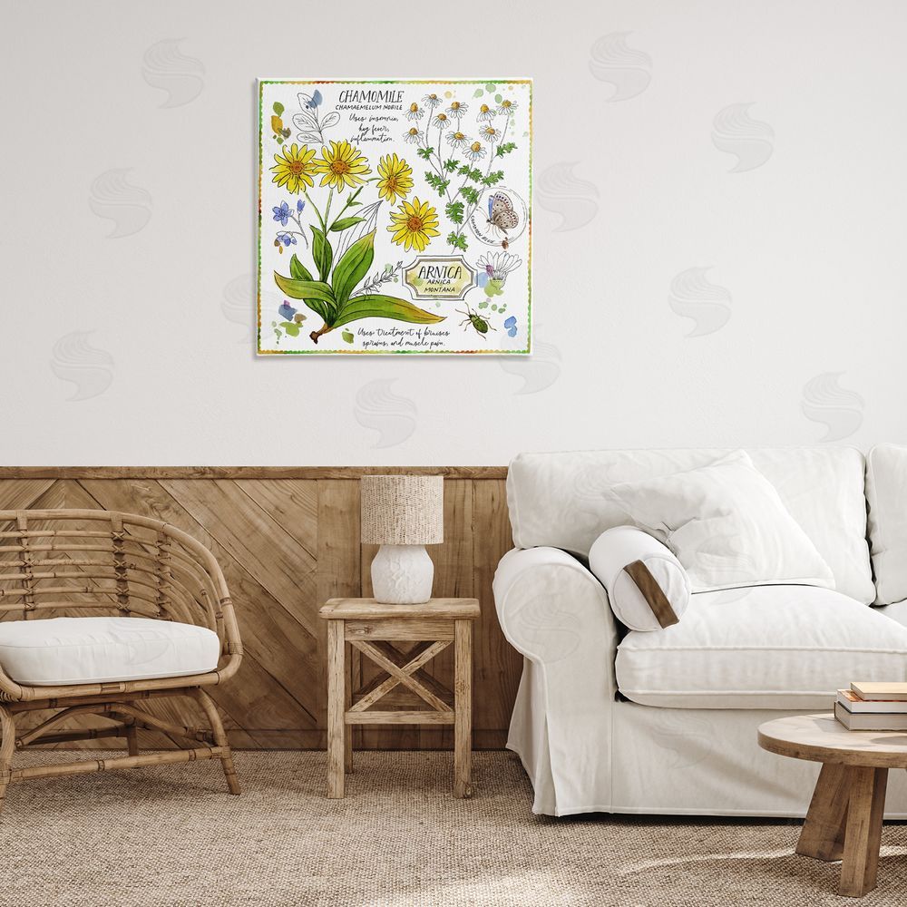 Jane Maday Chamomile Herb Uses Canvas Wall Art Print in Room