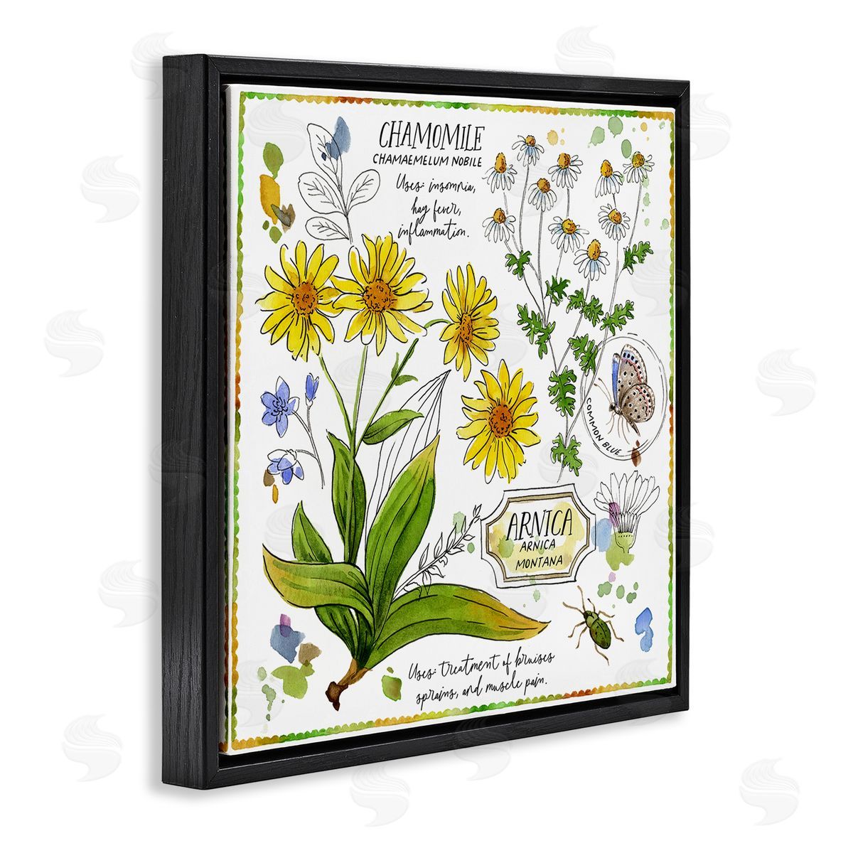 Jane Maday Chamomile Herb Uses Black Floating Frame Canvas Wall Art Print