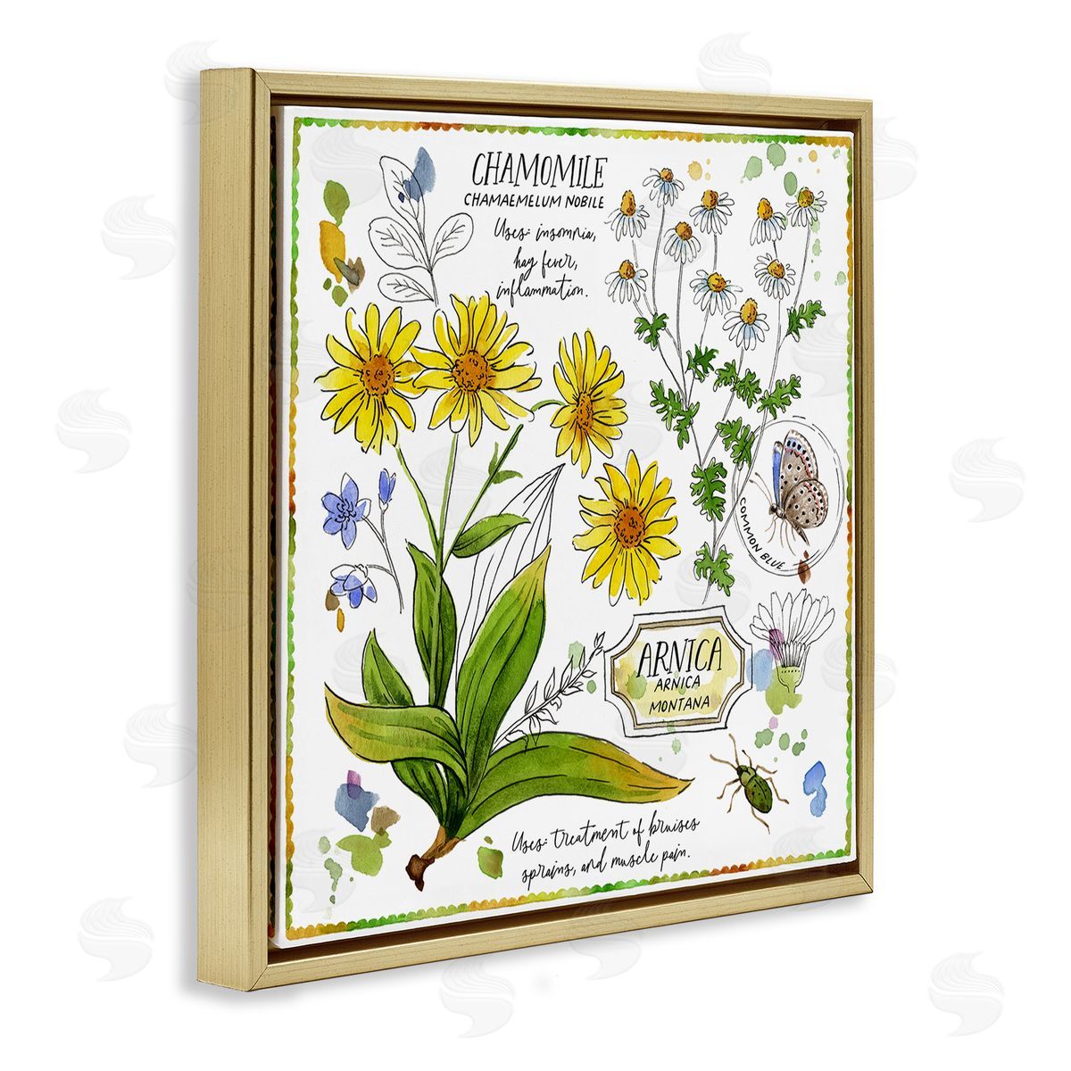 Jane Maday Chamomile Herb Uses Gold Floating Frame Canvas Wall Art Print