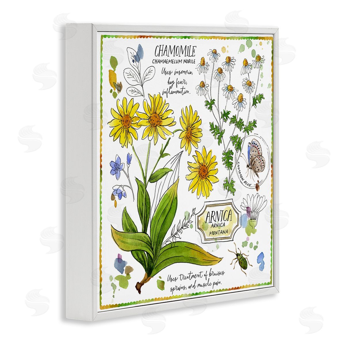 Jane Maday Chamomile Herb Uses White Framed Giclee Wall Art Print