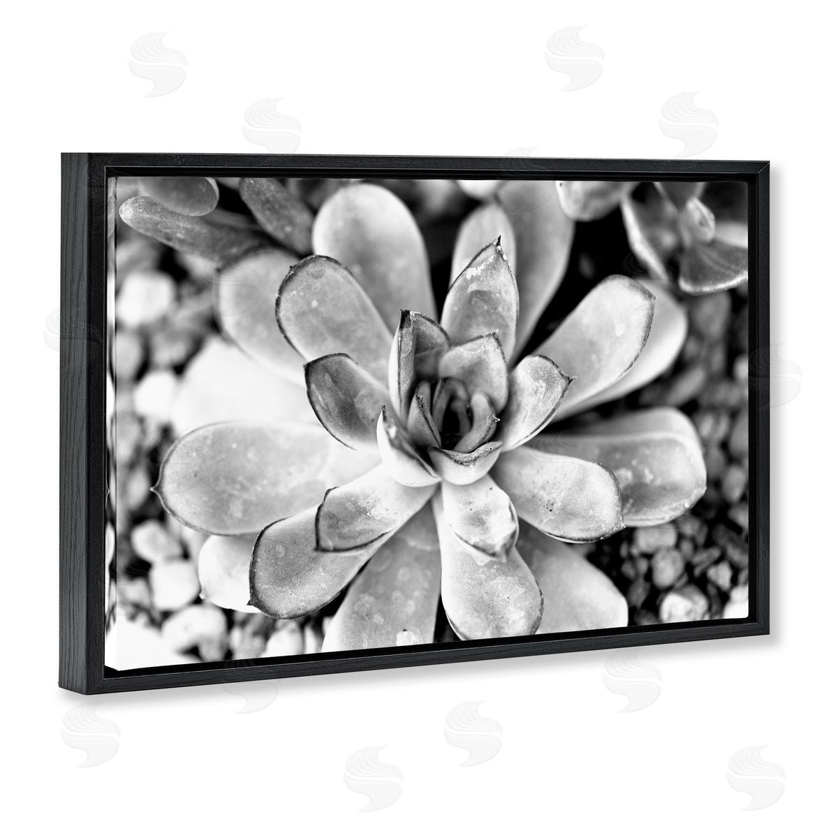Monochrome Succulent Leaves Black Floating Frame Canvas Wall Art, Home Decor by Susan Bryant