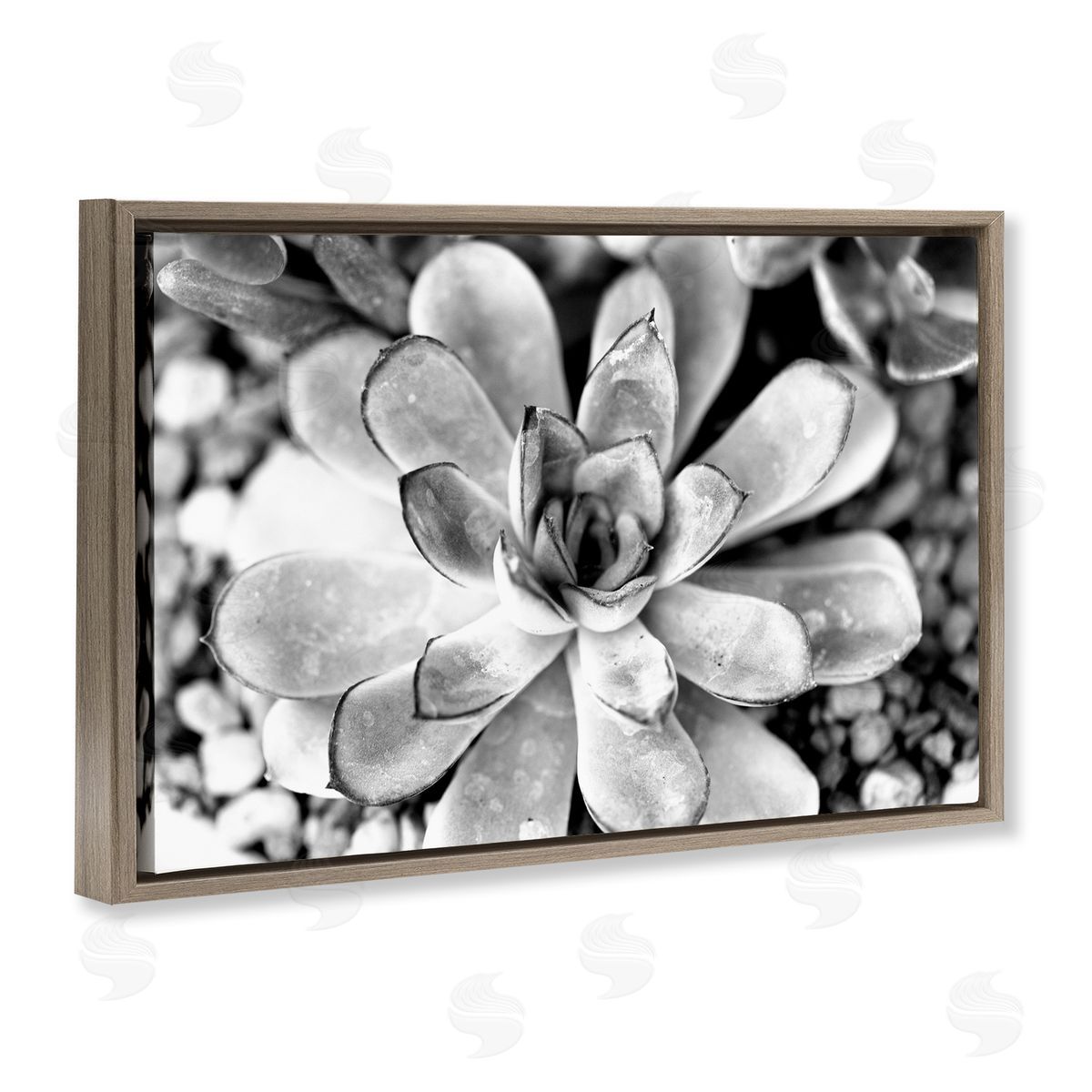 Monochrome Succulent Leaves Brown Floating Frame Canvas Wall Art, Home Decor by Susan Bryant