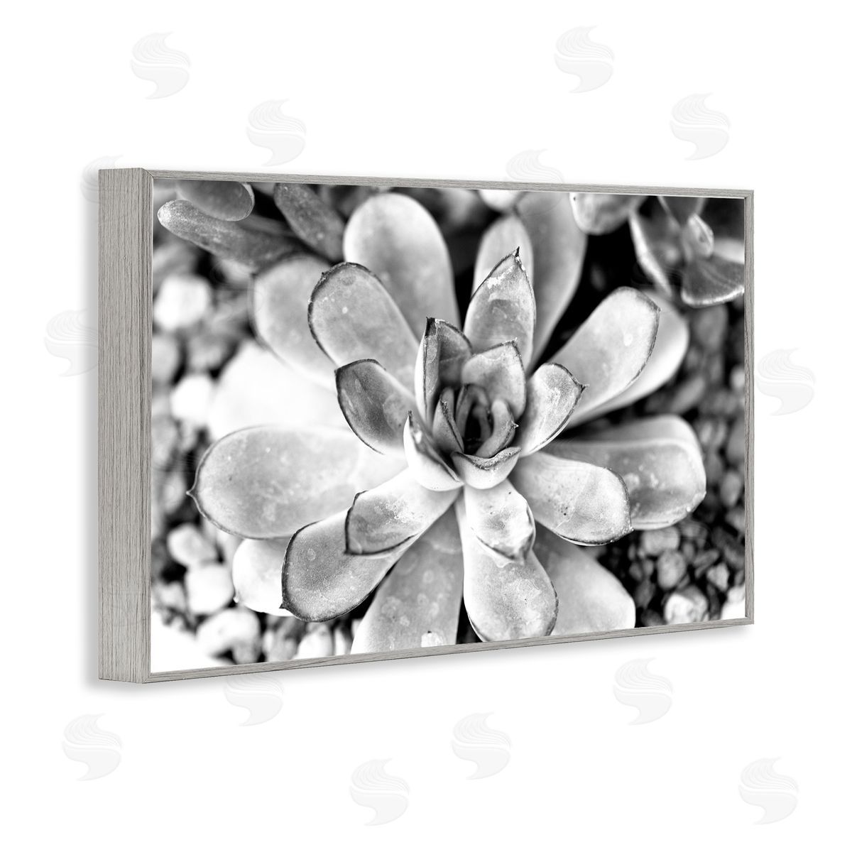 Monochrome Succulent Leaves Grey Frame Print Wall Art, Home Decor by Susan Bryant